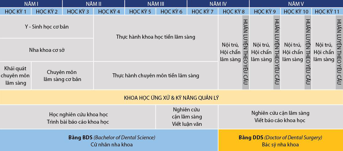 Hiện thực hóa ước mơ trở thành Bác sĩ nha khoa quốc tế - Ảnh 7.