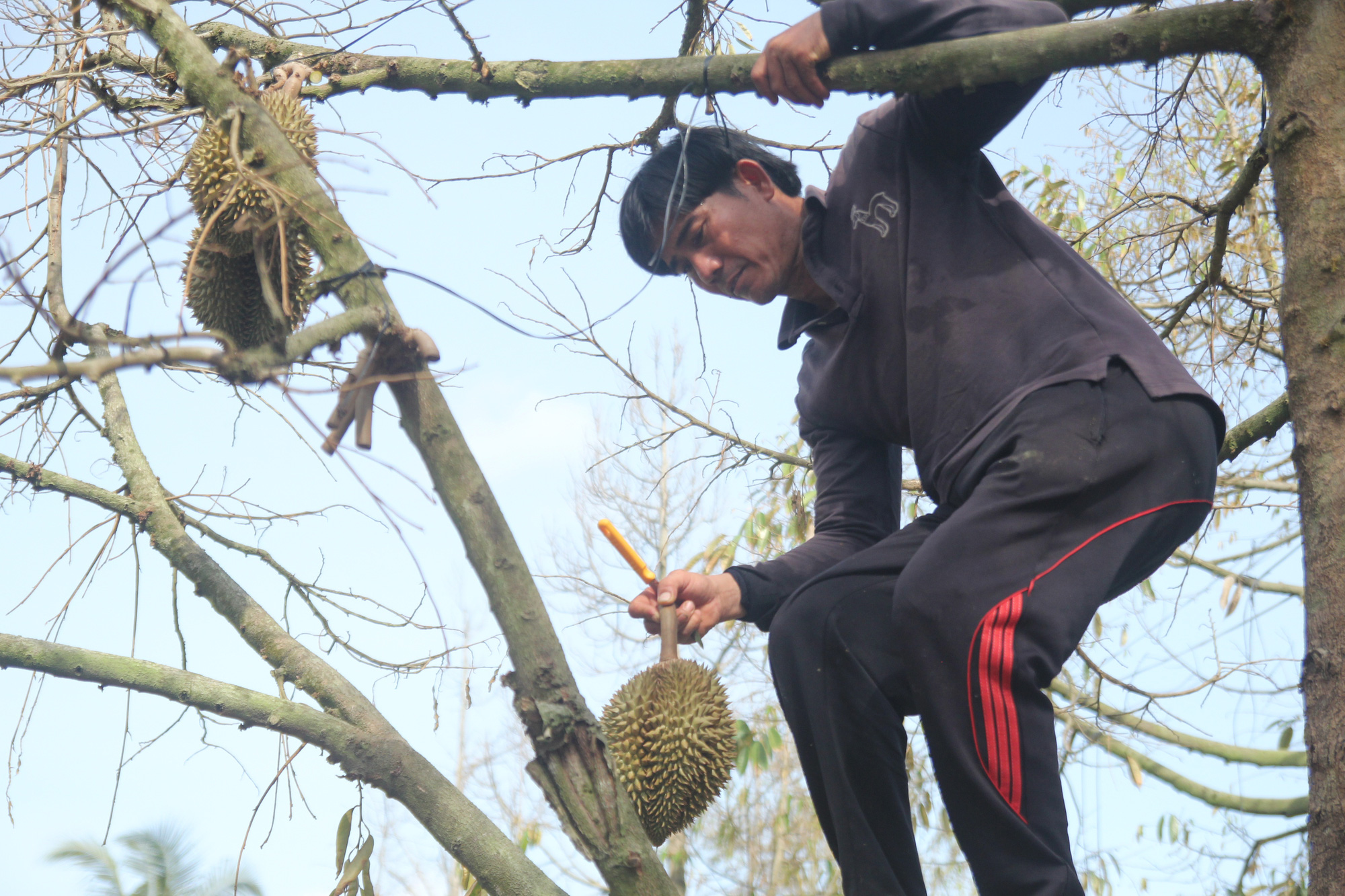 Độ mặn giảm, dân miền Tây vẫn phải thử độ mặn khi lấy nước tưới - Ảnh 2. Độ mặn giảm, dân miền Tây vẫn phải thử độ mặn khi lấy nước tưới - Ảnh 2.