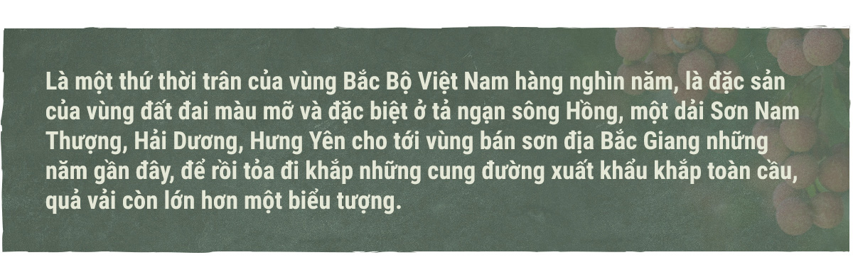 Hành trình quả vải - Ảnh 1.