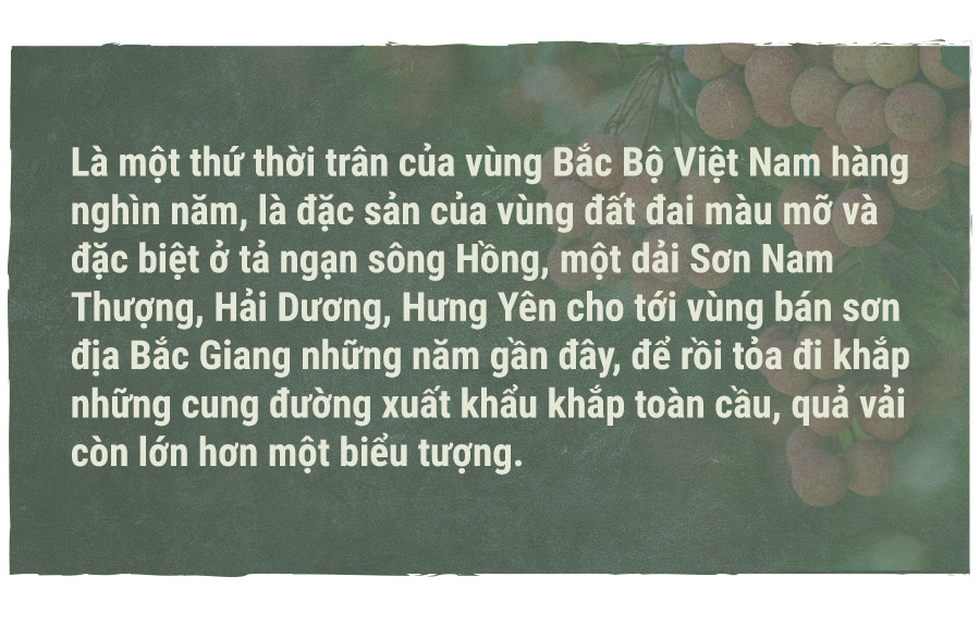Hành trình quả vải - Ảnh 1.