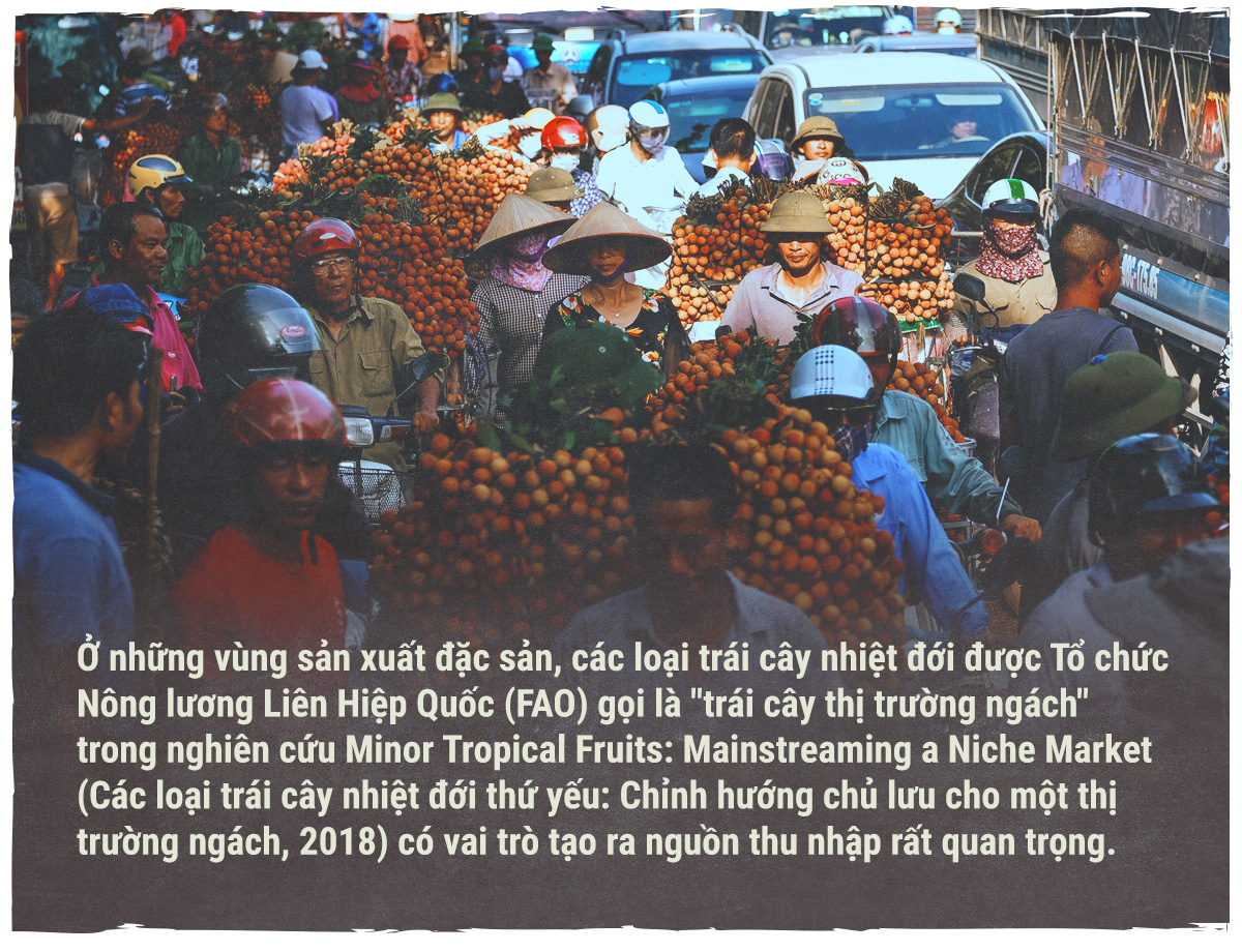 Hành trình quả vải - Ảnh 9.