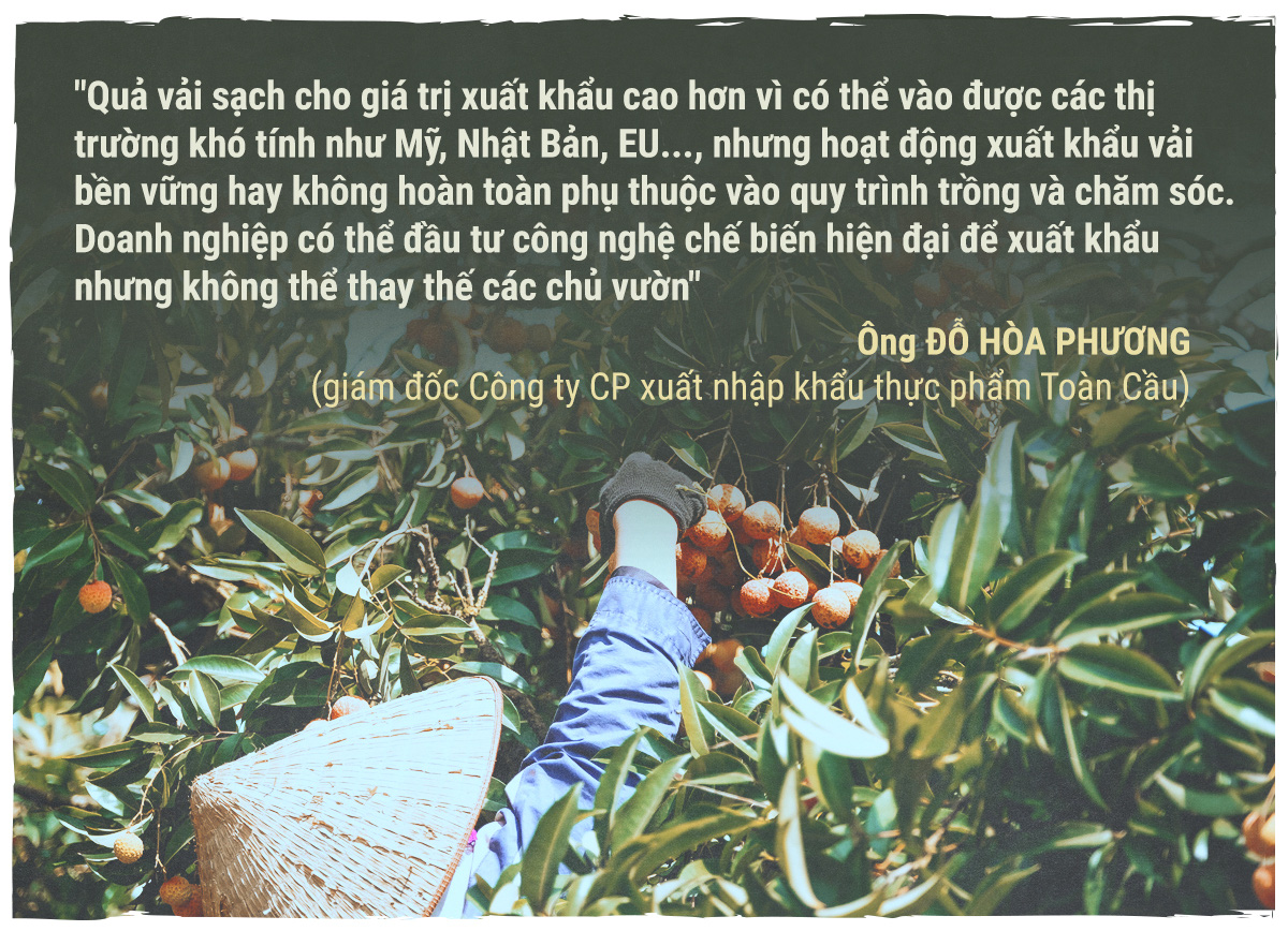 Hành trình quả vải - Ảnh 12.