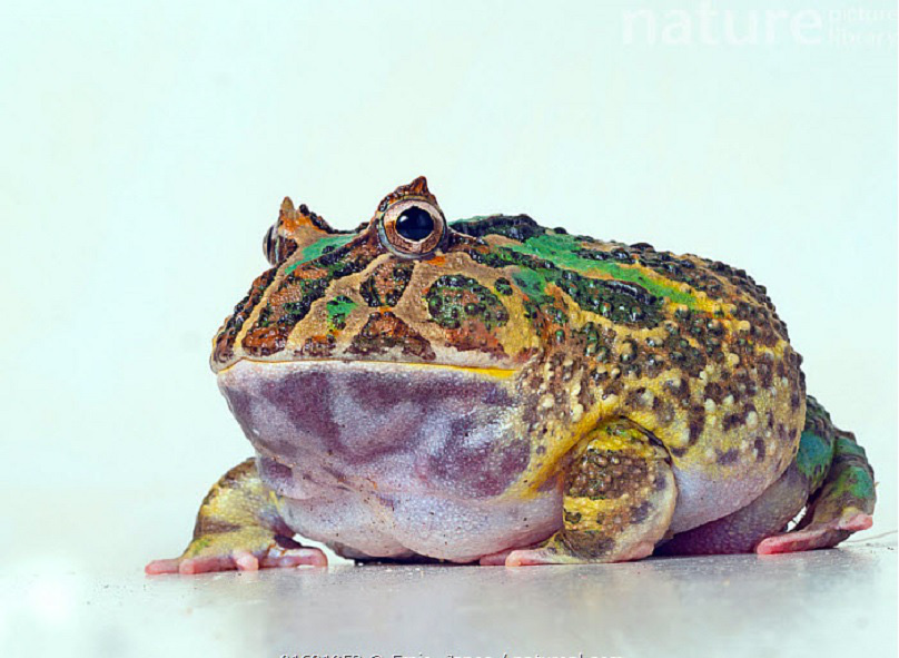 Phát hiện hóa thạch ếch sống cách đây 2 triệu năm ở Argentina - Ảnh 1. Phát hiện hóa thạch ếch sống cách đây 2 triệu năm ở Argentina - Ảnh 1.