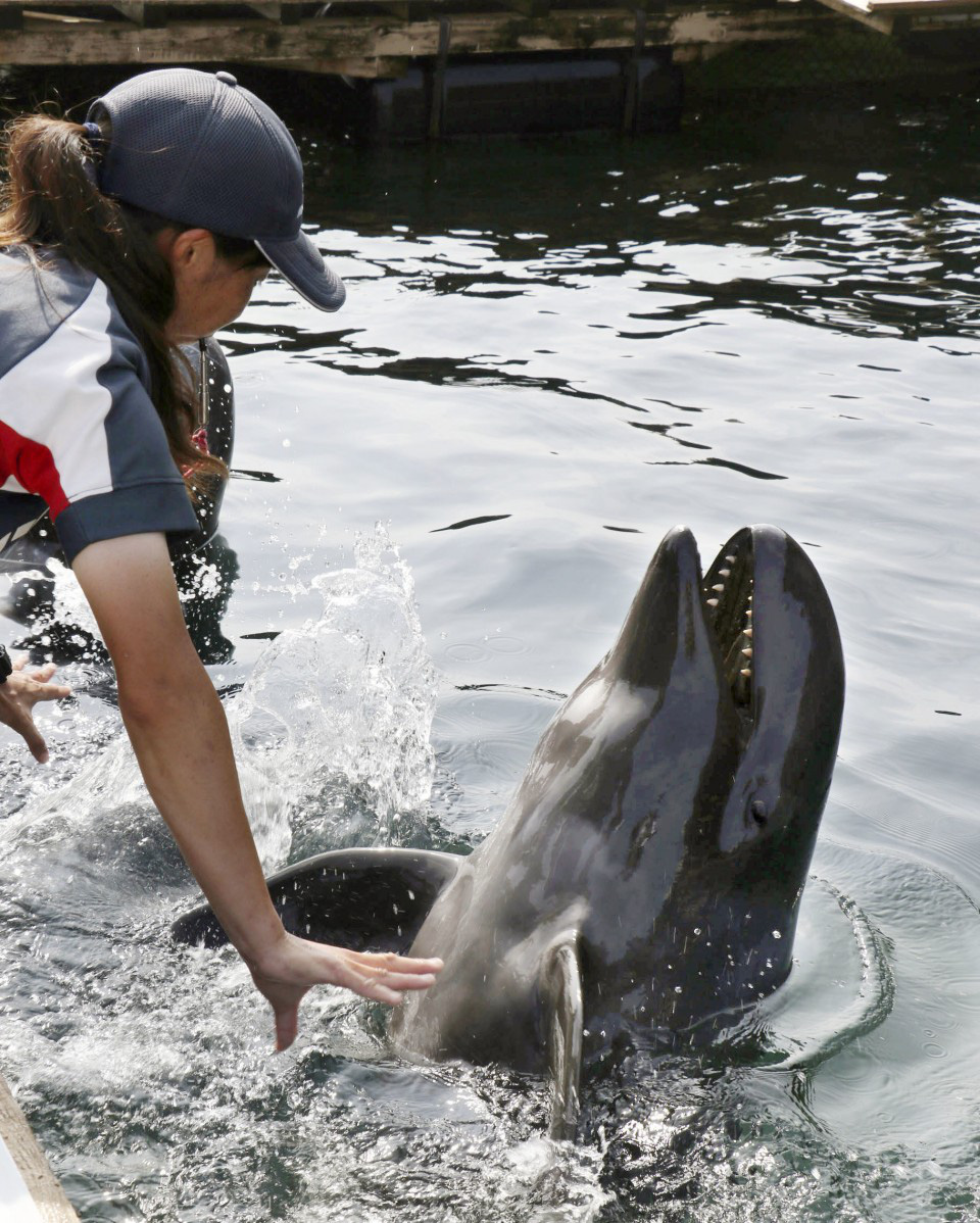 Cá hiếm lai giữa cá voi và cá heo - Ảnh 2. Cá hiếm lai giữa cá voi và cá heo - Ảnh 2.