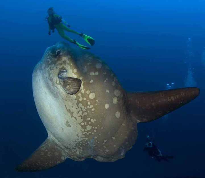 Loài cá lười biếng nhất - Ảnh 3. Loài cá lười biếng nhất - Ảnh 3.