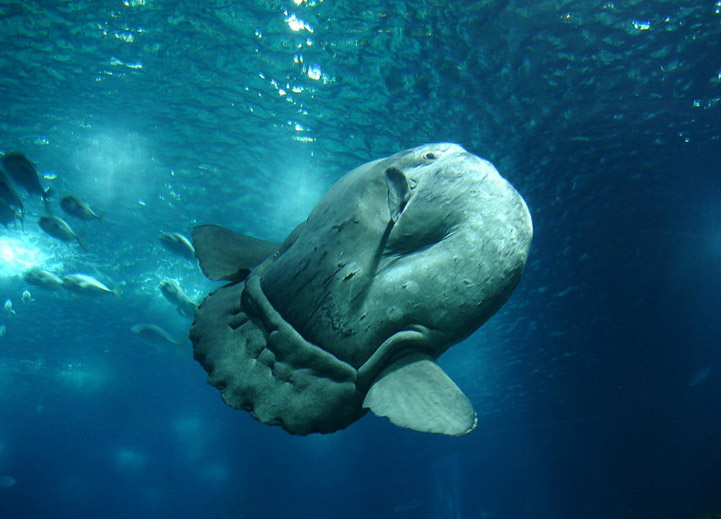 Loài cá lười biếng nhất - Ảnh 5. Loài cá lười biếng nhất - Ảnh 5.