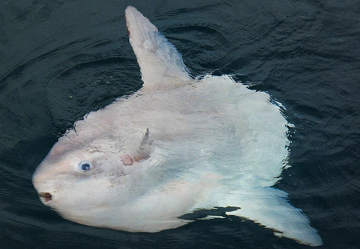 Loài cá lười biếng nhất - Ảnh 2. Loài cá lười biếng nhất - Ảnh 2.