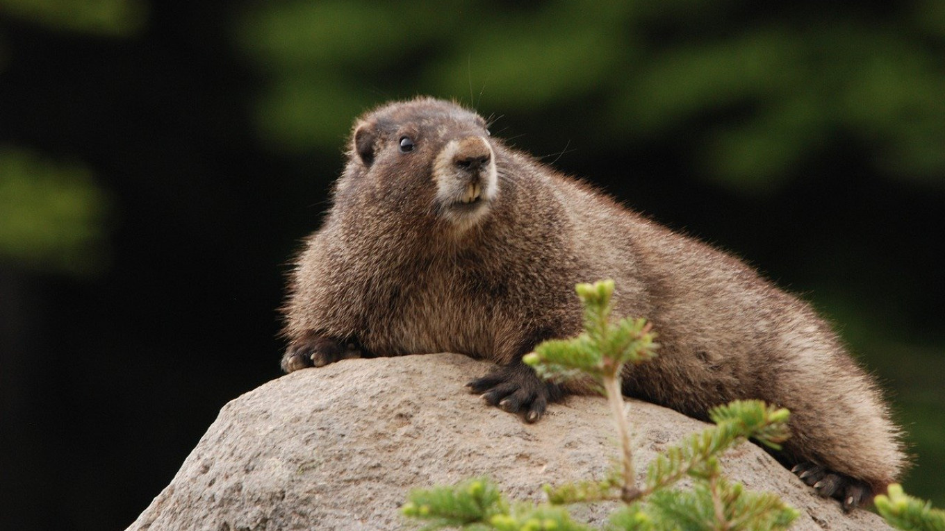 Phòng ngừa dịch hạch, Nga cấm săn bắt và ăn thịt sóc đất ở biên giới Trung Quốc - Ảnh 1. Phòng ngừa dịch hạch, Nga cấm săn bắt và ăn thịt sóc đất ở biên giới Trung Quốc - Ảnh 1.