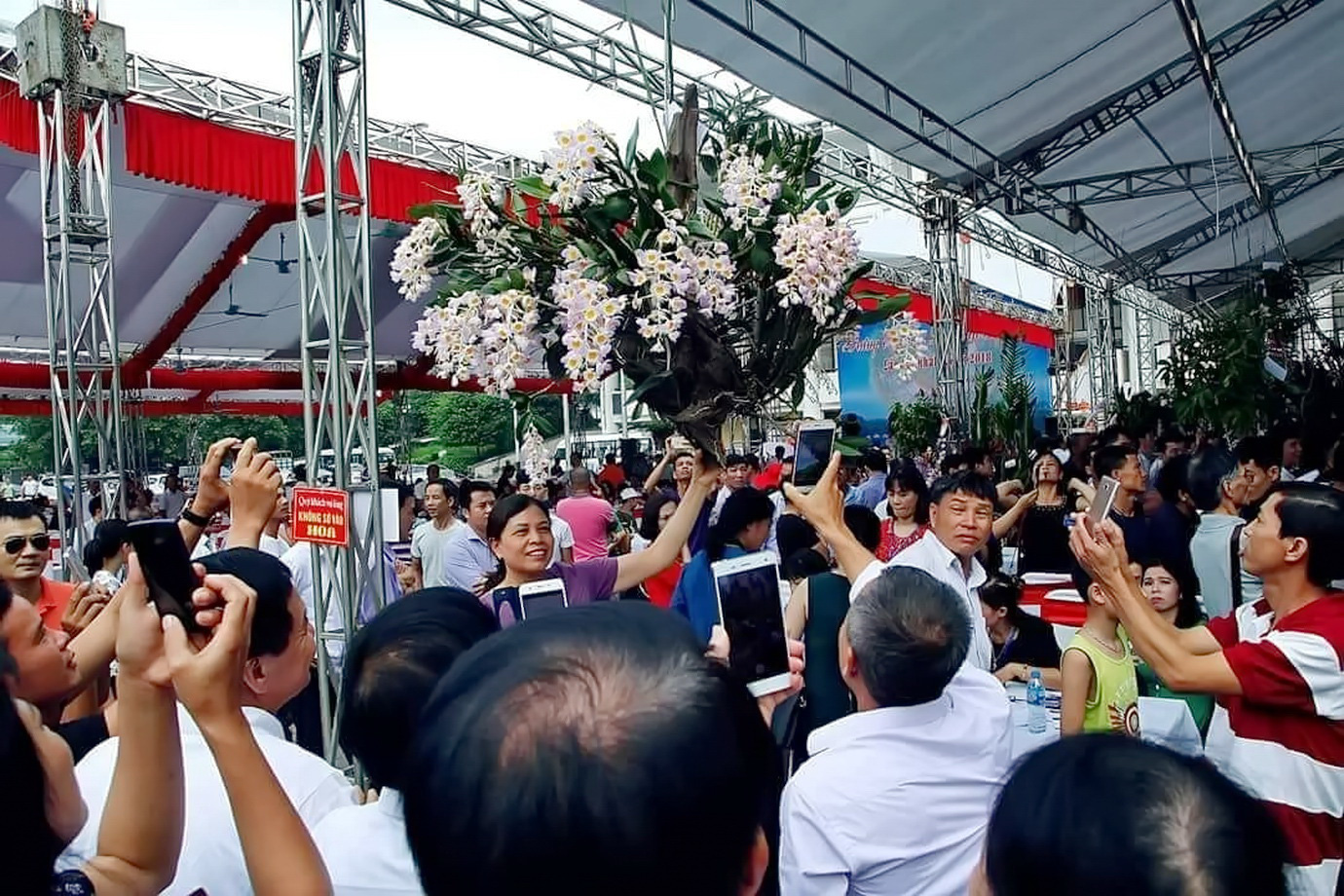 Sự thật phía sau những cây lan đột biến có giá hàng chục tỉ đồng - Ảnh 1. Sự thật phía sau những cây lan đột biến có giá hàng chục tỉ đồng - Ảnh 1.