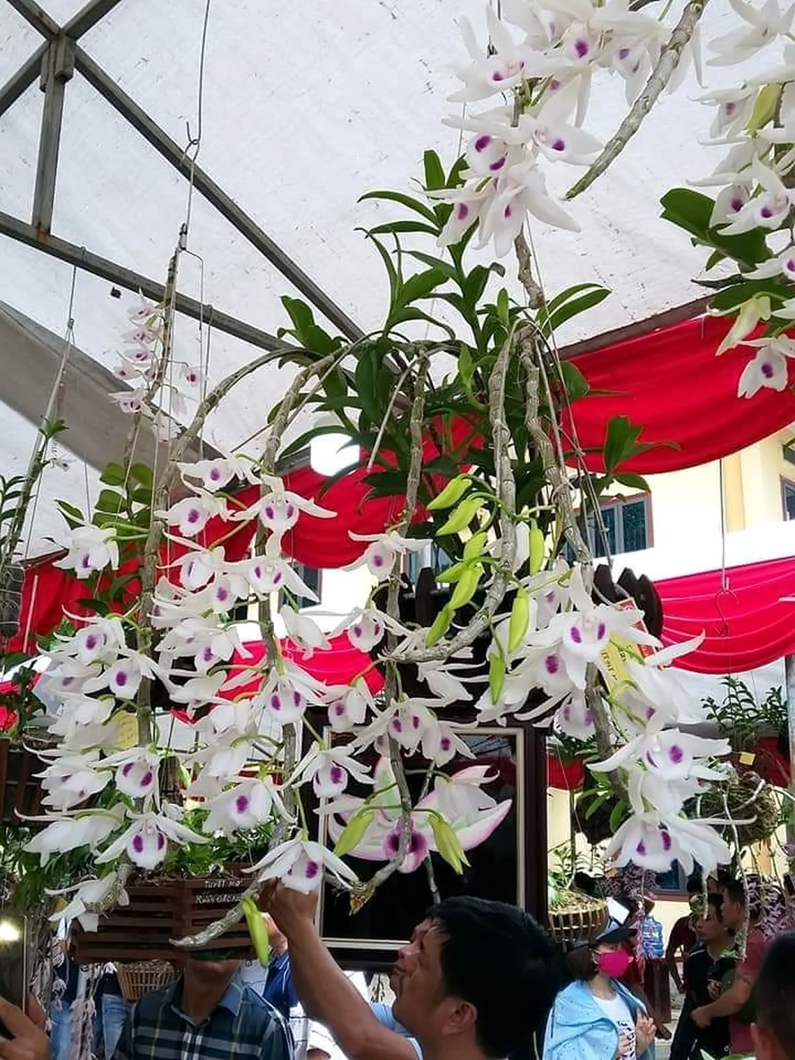 Sự thật phía sau những cây lan đột biến có giá hàng chục tỉ đồng - Ảnh 2. Sự thật phía sau những cây lan đột biến có giá hàng chục tỉ đồng - Ảnh 2.