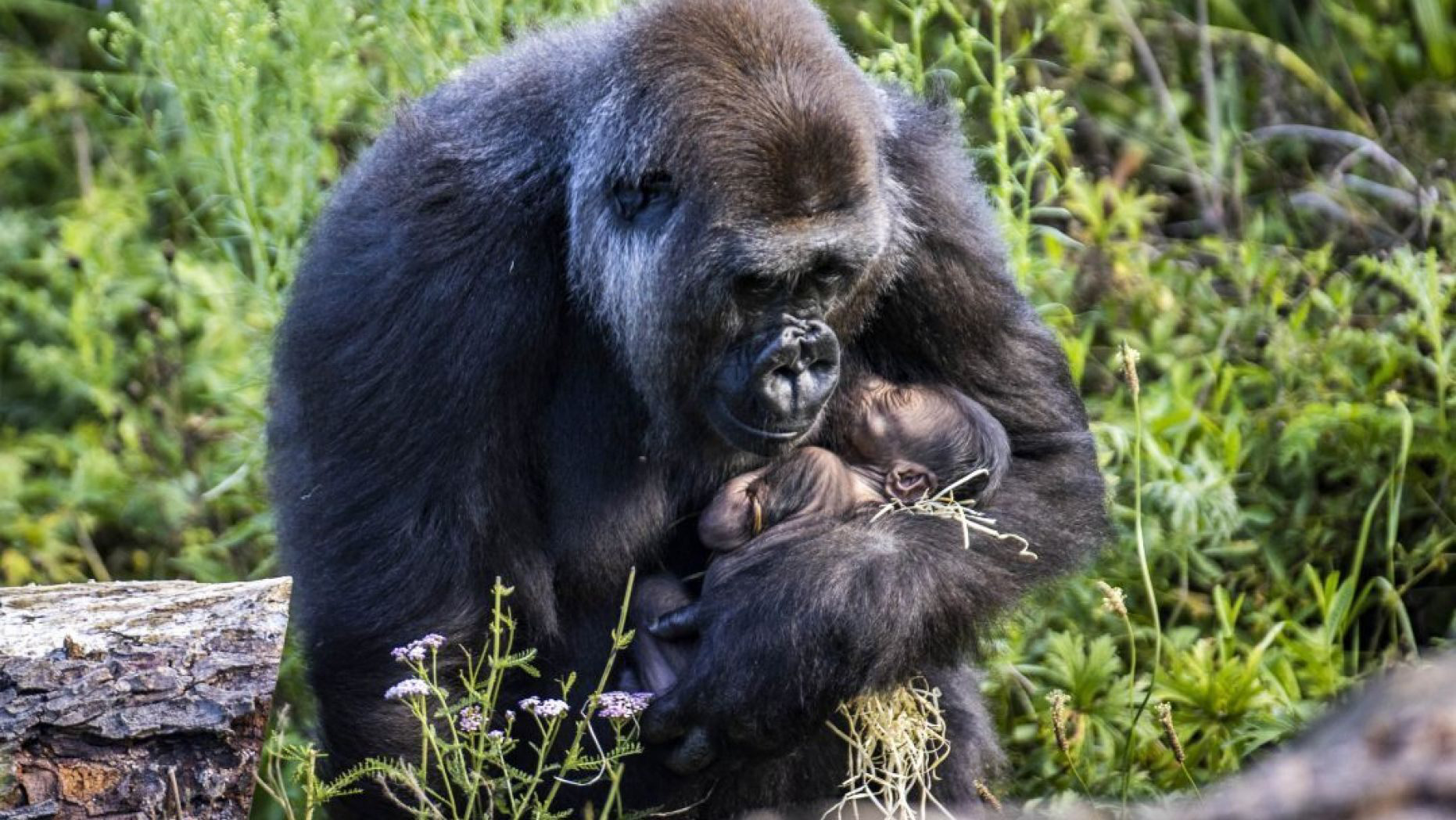 Ảnh xúc động mẹ con khỉ đột nhỏ tuổi nhất thế giới - Ảnh 1. Ảnh xúc động mẹ con khỉ đột nhỏ tuổi nhất thế giới - Ảnh 1.