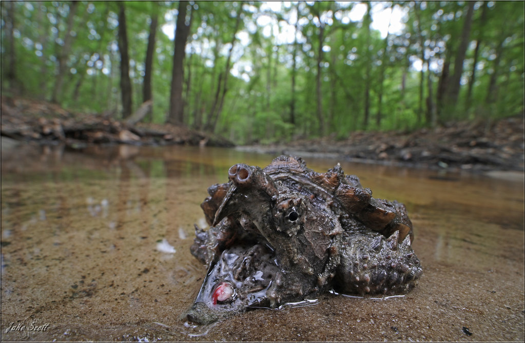 Bí ẩn loài rùa có cú cắn mạnh gấp 6 lần cá mập - Ảnh 6. Bí ẩn loài rùa có cú cắn mạnh gấp 6 lần cá mập - Ảnh 6.