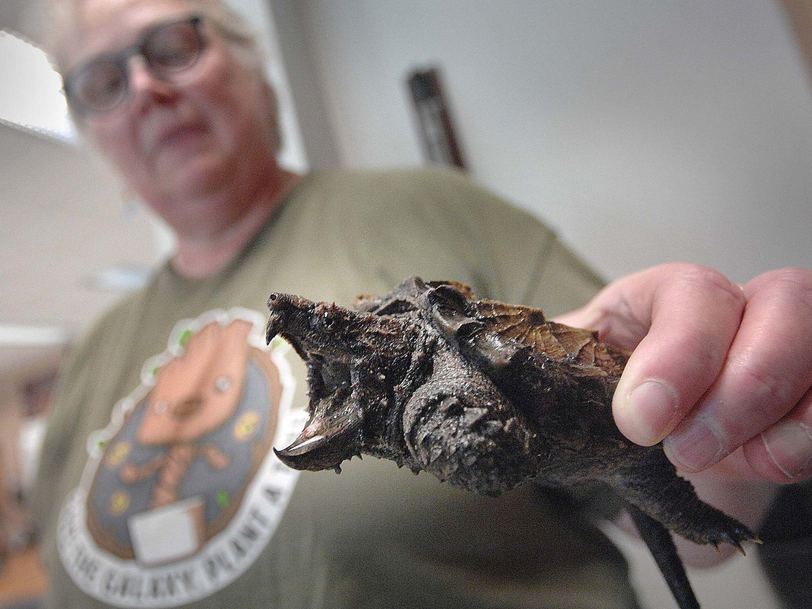 Bí ẩn loài rùa có cú cắn mạnh gấp 6 lần cá mập - Ảnh 5. Bí ẩn loài rùa có cú cắn mạnh gấp 6 lần cá mập - Ảnh 5.