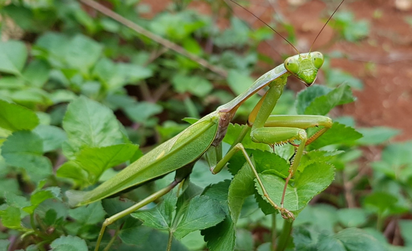 Phát hiện loài bọ ngựa mới cực lớn ở Trường Sơn - Ảnh 1. Phát hiện loài bọ ngựa mới cực lớn ở Trường Sơn - Ảnh 1.