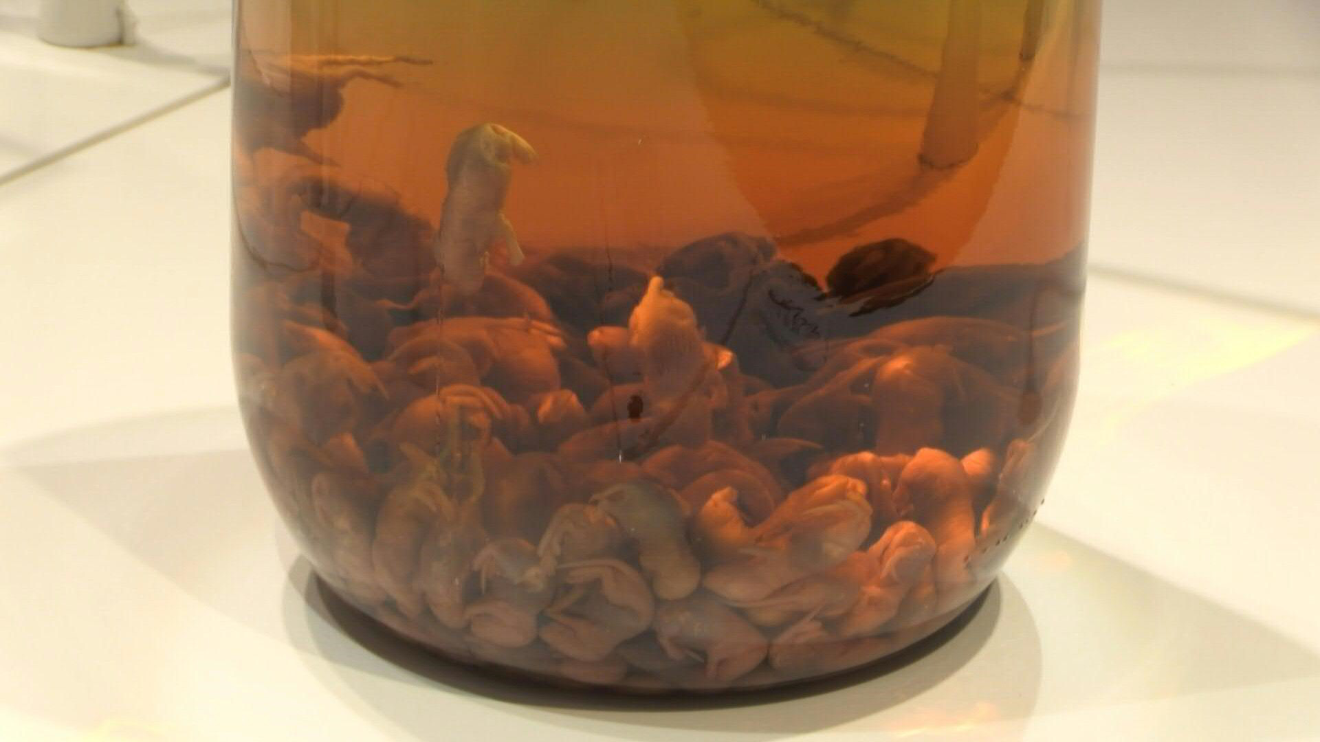 Triển lãm ‘thức uống kinh tởm’  - Ảnh 4.