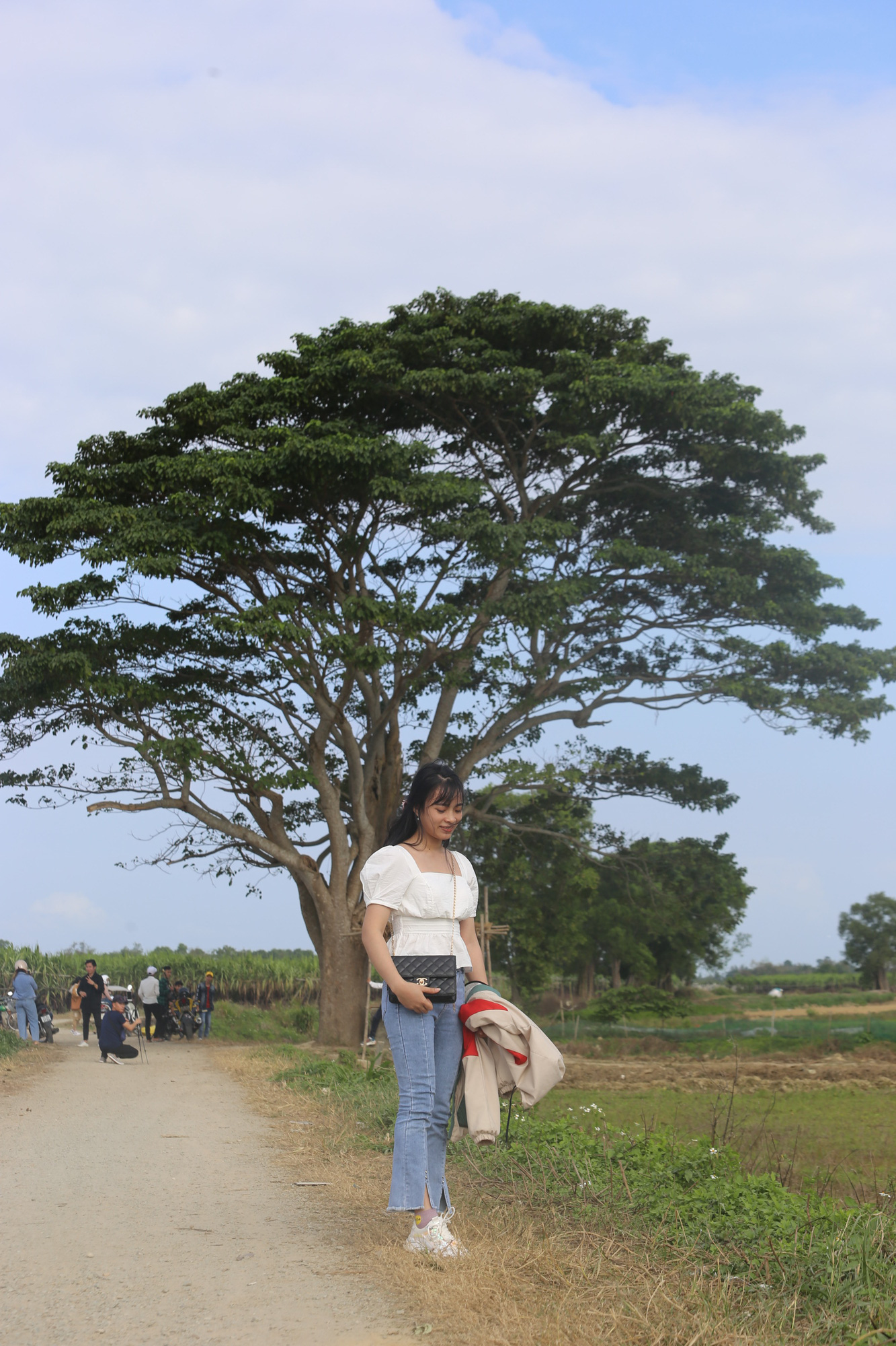 Cây Mắt biếc ở Huế trơ trụi sau bão số 5 - Ảnh 2. Cây Mắt biếc ở Huế trơ trụi sau bão số 5 - Ảnh 2.