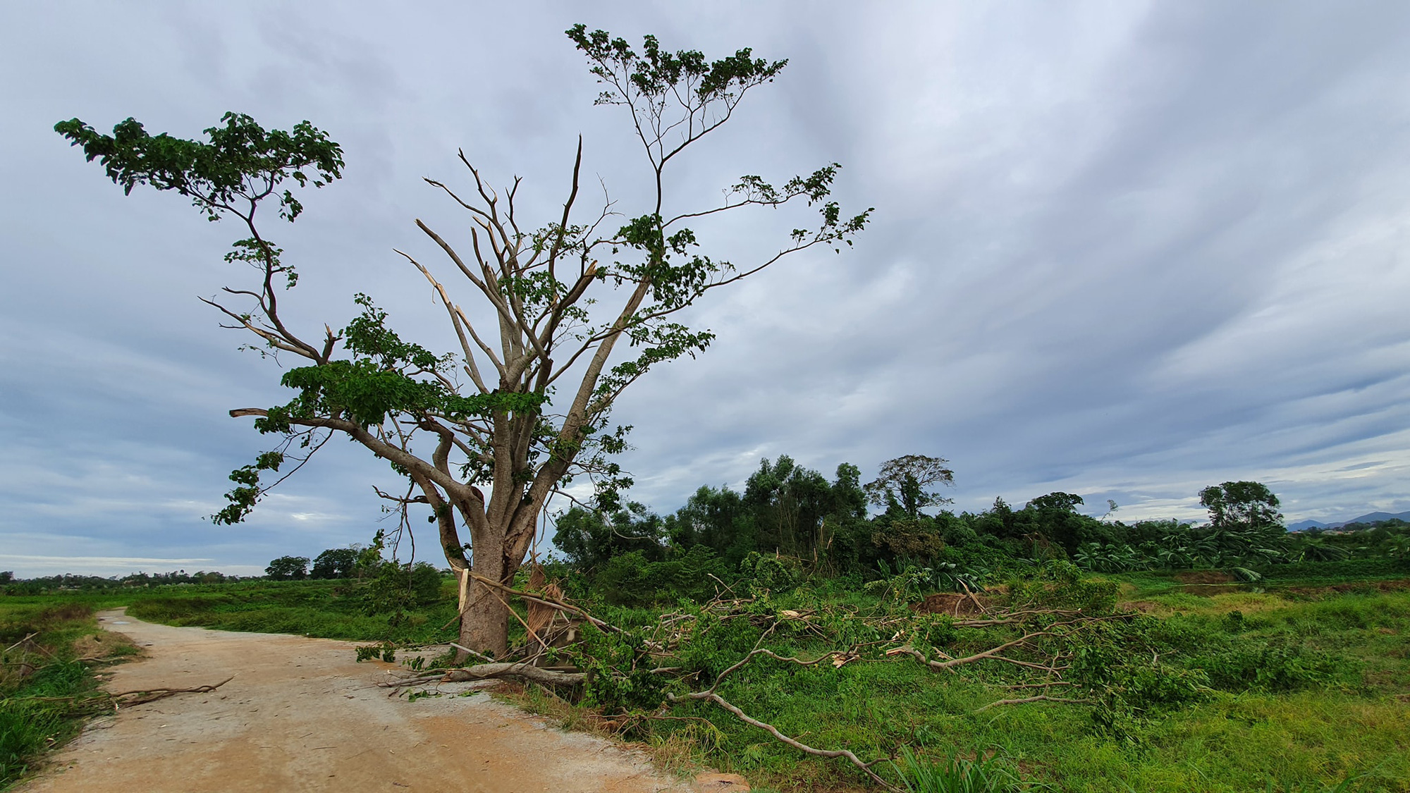 Cây Mắt biếc ở Huế trơ trụi sau bão số 5 - Ảnh 1. Cây Mắt biếc ở Huế trơ trụi sau bão số 5 - Ảnh 1.
