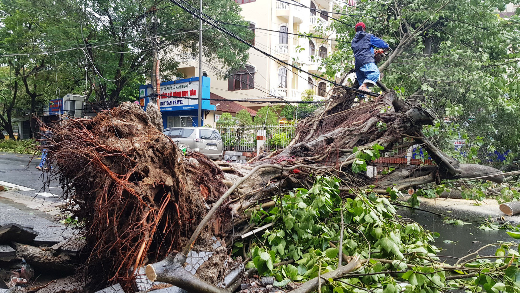 Bão số 5: Huế chịu vết thương lớn với 15.000 cây xanh ngã đổ - Ảnh 1. Bão số 5: Huế chịu vết thương lớn với 15.000 cây xanh ngã đổ - Ảnh 1.
