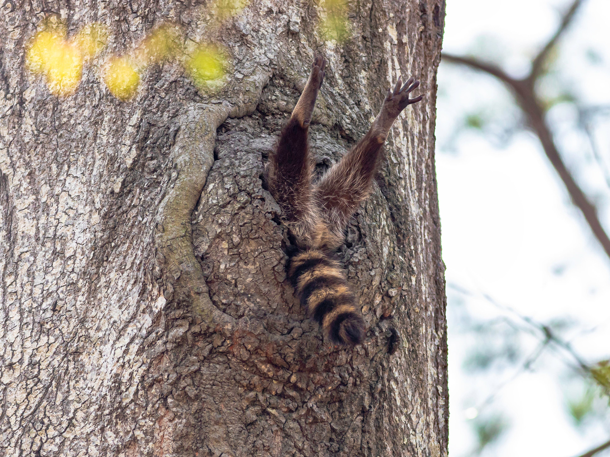 Ảnh động vật vui nhộn: Sư tử tám chuyện, mẹ con voi cười tít mắt giữa đầm hoa - Ảnh 14. Ảnh động vật vui nhộn: Sư tử tám chuyện, mẹ con voi cười tít mắt giữa đầm hoa - Ảnh 14.