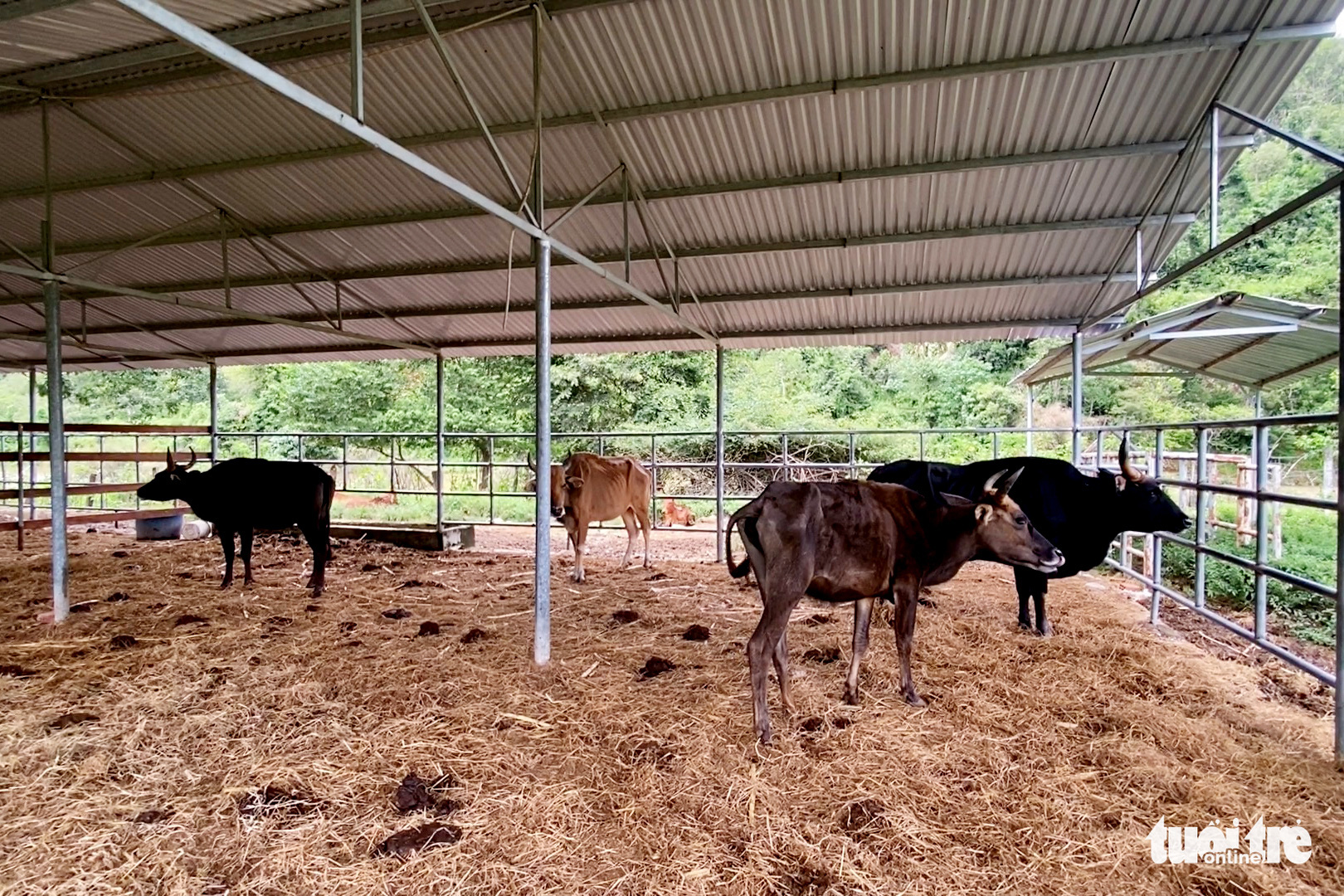 11 hậu duệ bò tót rừng ở Ninh Thuận... kêu cứu - Ảnh 3. 11 hậu duệ bò tót rừng ở Ninh Thuận... kêu cứu - Ảnh 3.