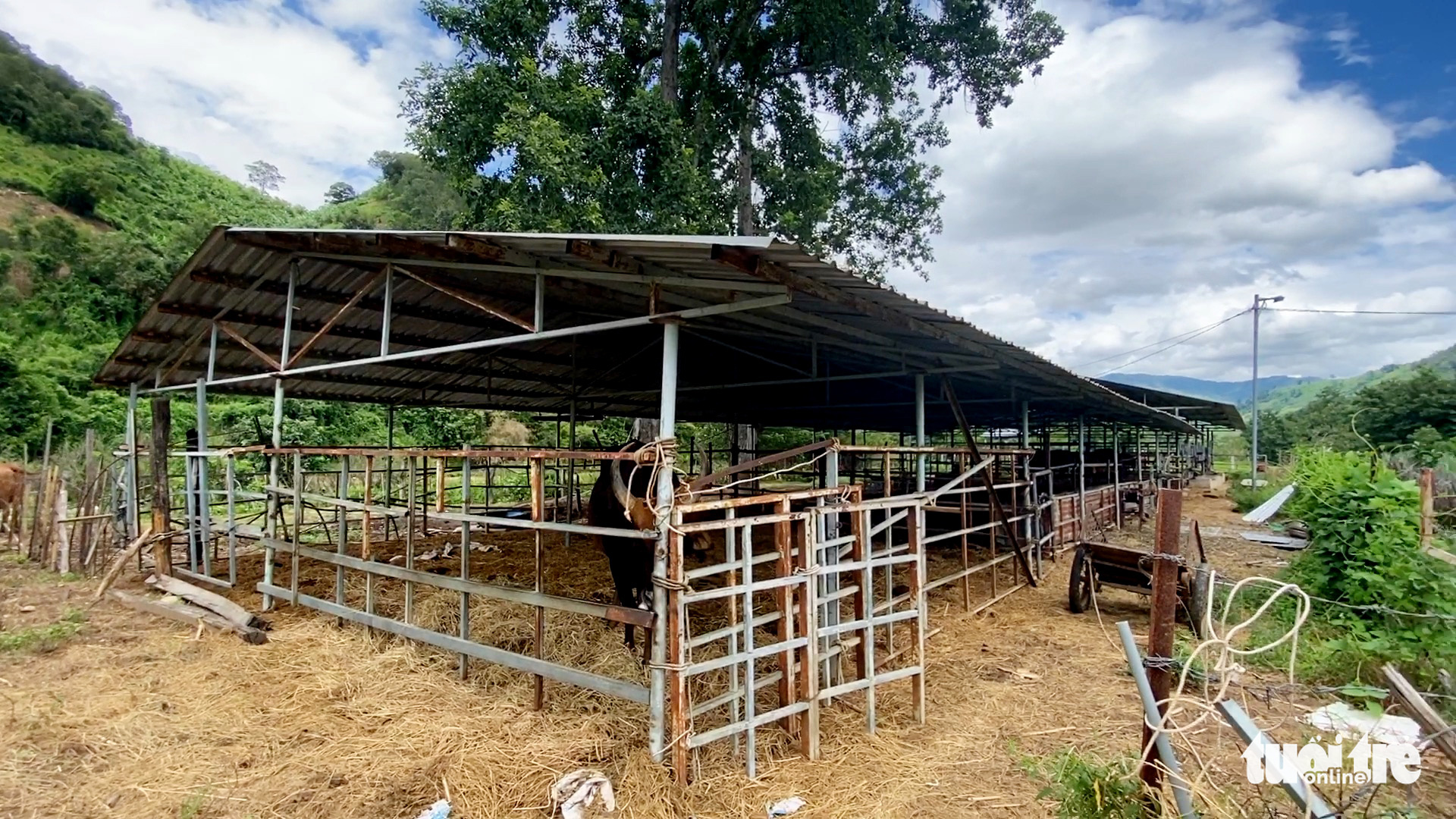 11 hậu duệ bò tót rừng ở Ninh Thuận... kêu cứu - Ảnh 2. 11 hậu duệ bò tót rừng ở Ninh Thuận... kêu cứu - Ảnh 2.