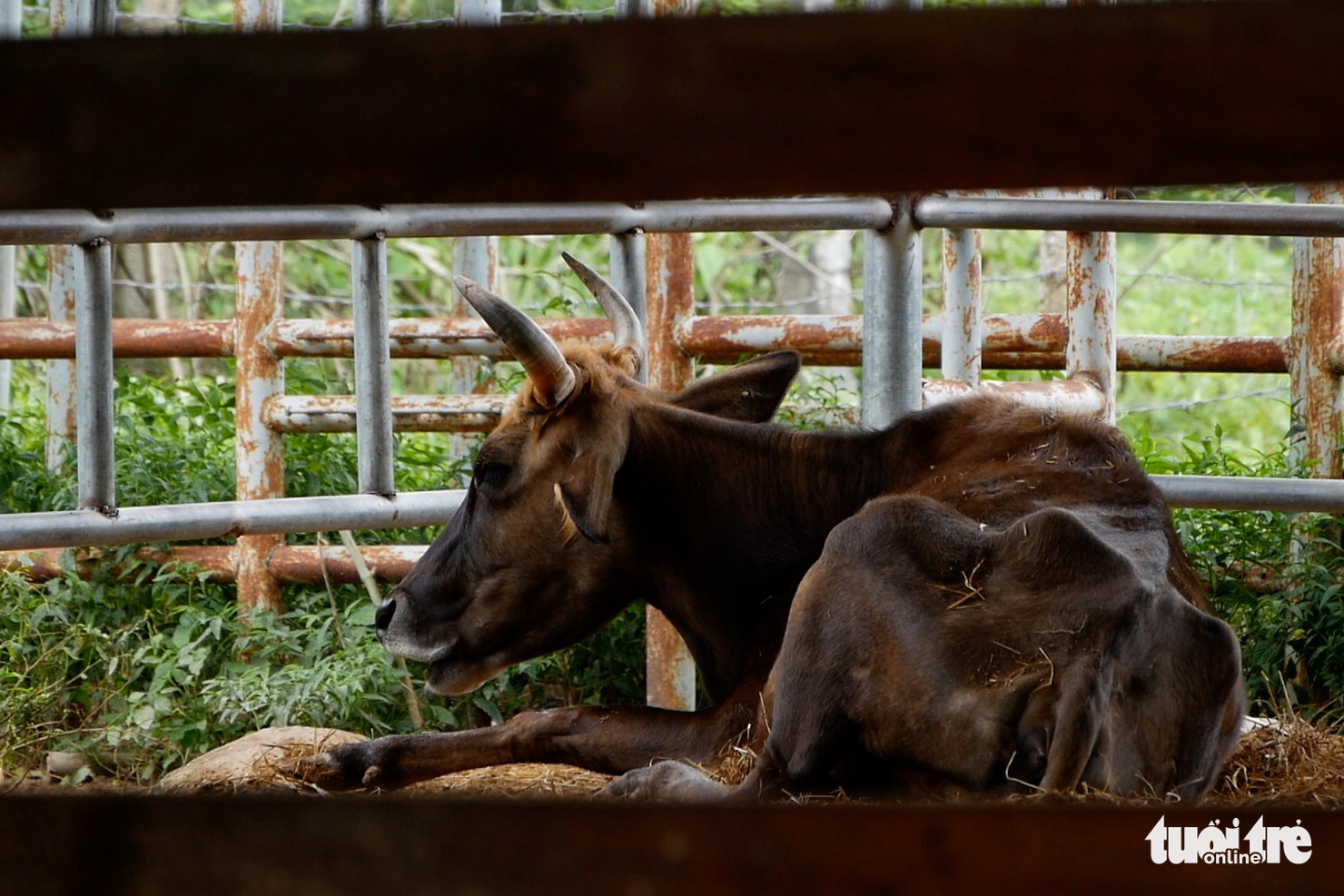 11 hậu duệ bò tót rừng ở Ninh Thuận... kêu cứu - Ảnh 1. 11 hậu duệ bò tót rừng ở Ninh Thuận... kêu cứu - Ảnh 1.