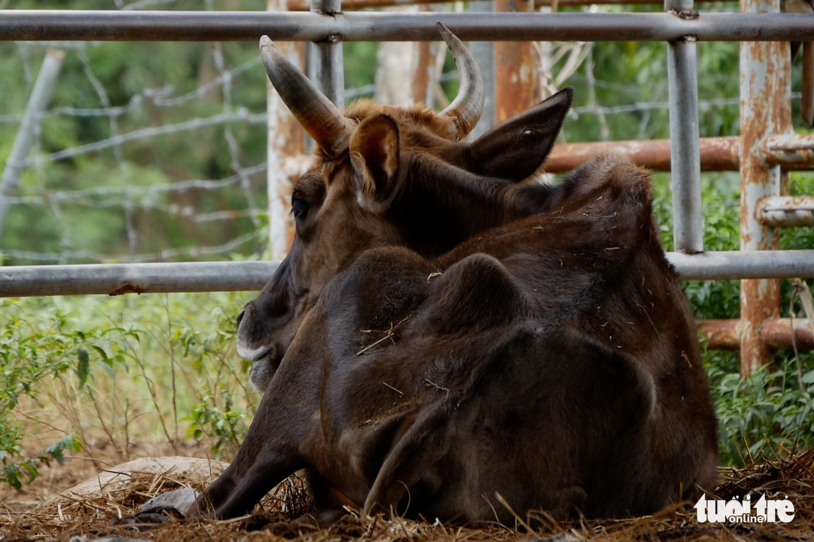 11 hậu duệ bò tót rừng ở Ninh Thuận... kêu cứu - Ảnh 4. 11 hậu duệ bò tót rừng ở Ninh Thuận... kêu cứu - Ảnh 4.