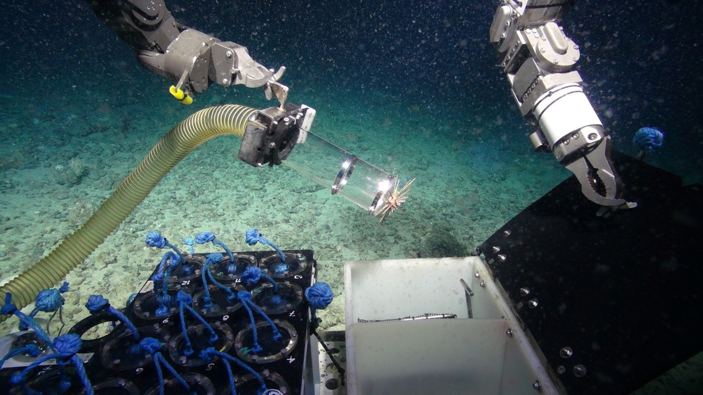 Siêu vi khuẩn dưới biển sâu – Chìa khóa đối phó với các đại dịch tương lai - Ảnh 1. Siêu vi khuẩn dưới biển sâu – Chìa khóa đối phó với các đại dịch tương lai - Ảnh 1.