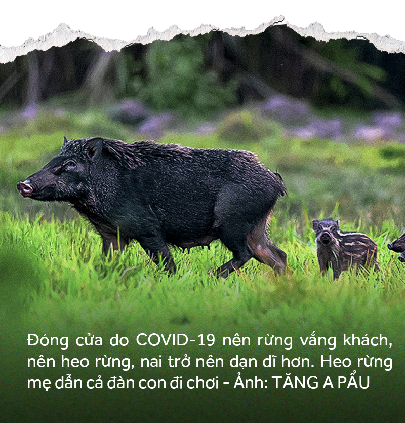 Chuyện 5 tháng cách ly trong rừng của một nhiếp ảnh gia - Ảnh 6.