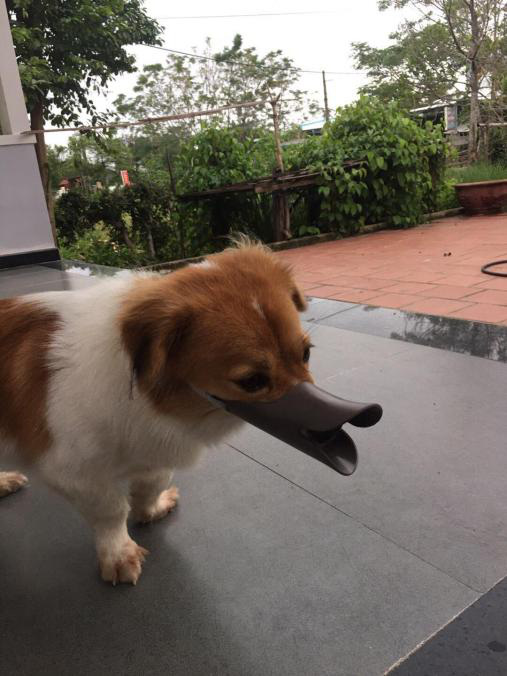 Bạn có sẵn sàng rọ mõm cho chó chưa? - Ảnh 3.