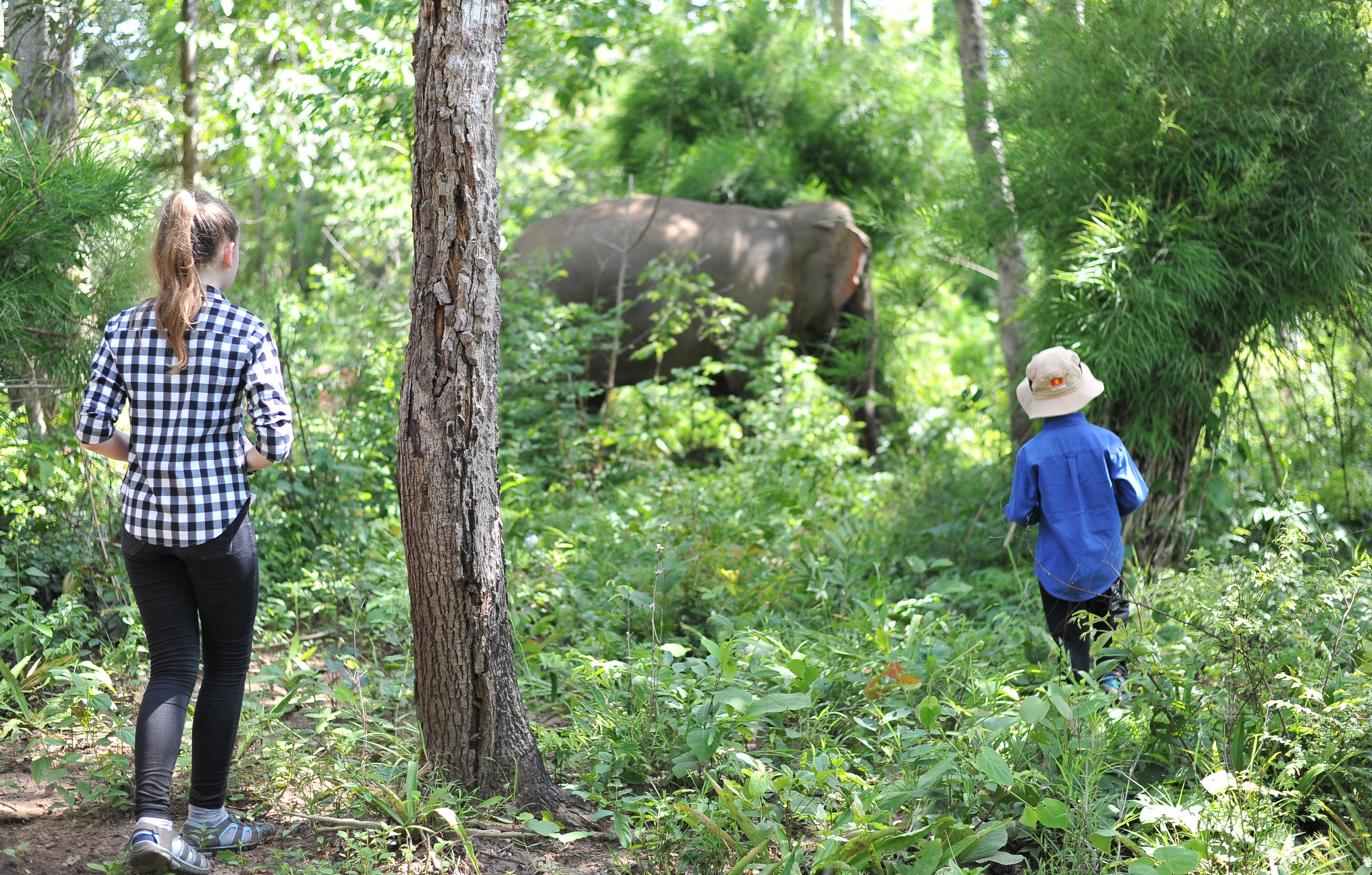 Đắk Lắk sẽ bỏ dần du lịch cưỡi voi, thay bằng tổ chức... ngắm voi - Ảnh 3. Đắk Lắk sẽ bỏ dần du lịch cưỡi voi, thay bằng tổ chức... ngắm voi - Ảnh 3.