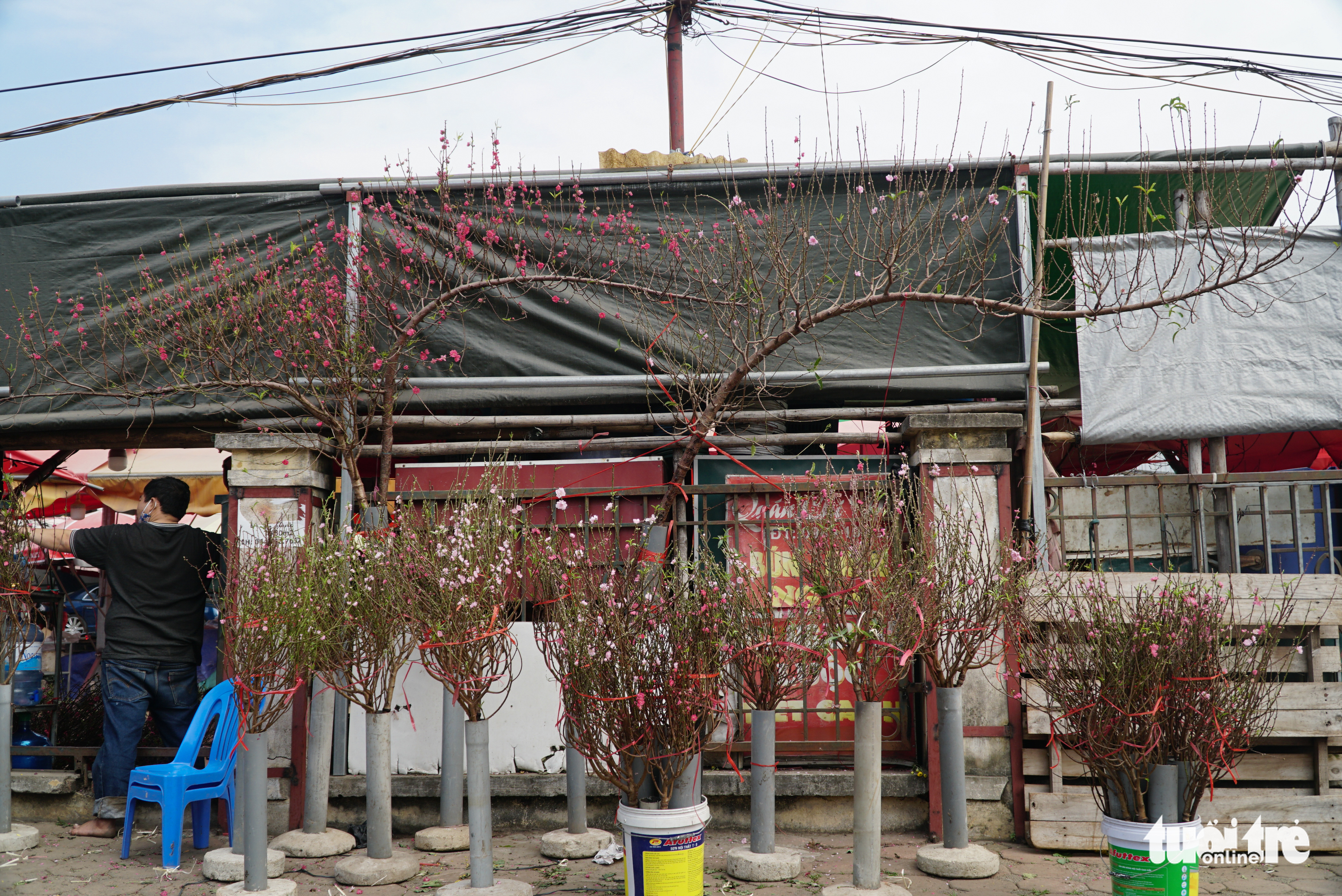 Hoa đào nở sớm, giá rẻ mà vẫn ít khách mua - Ảnh 2. Hoa đào nở sớm, giá rẻ mà vẫn ít khách mua - Ảnh 2.