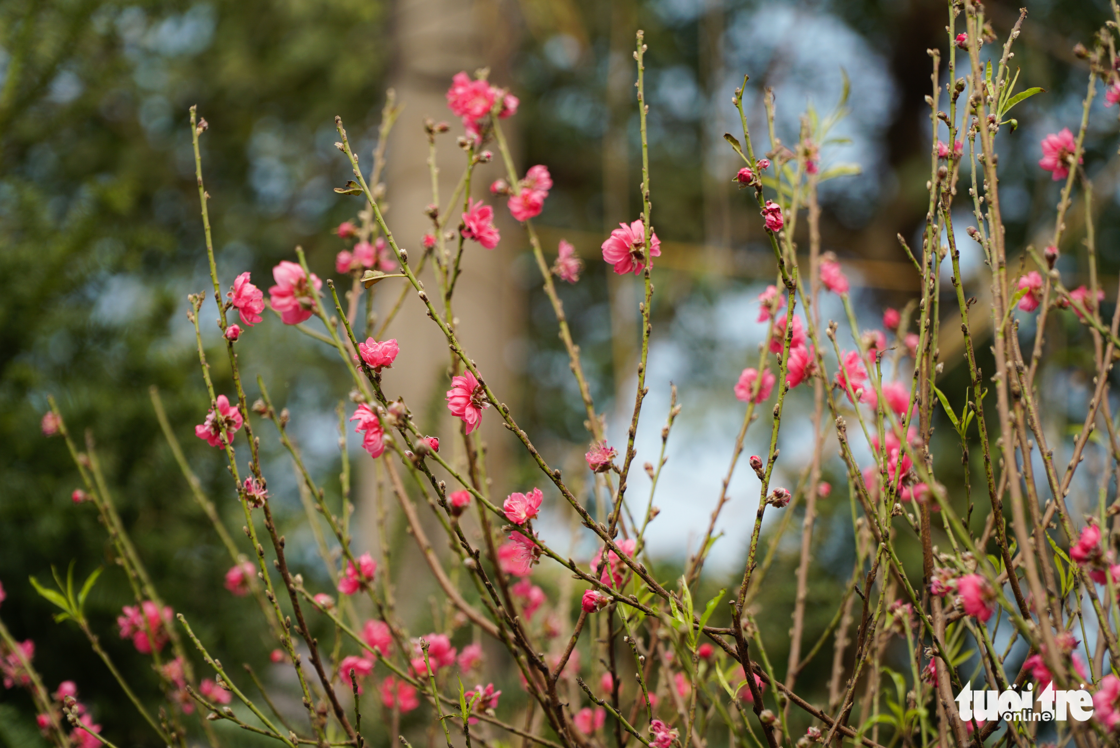 Hoa đào nở sớm, giá rẻ mà vẫn ít khách mua - Ảnh 4. Hoa đào nở sớm, giá rẻ mà vẫn ít khách mua - Ảnh 4.