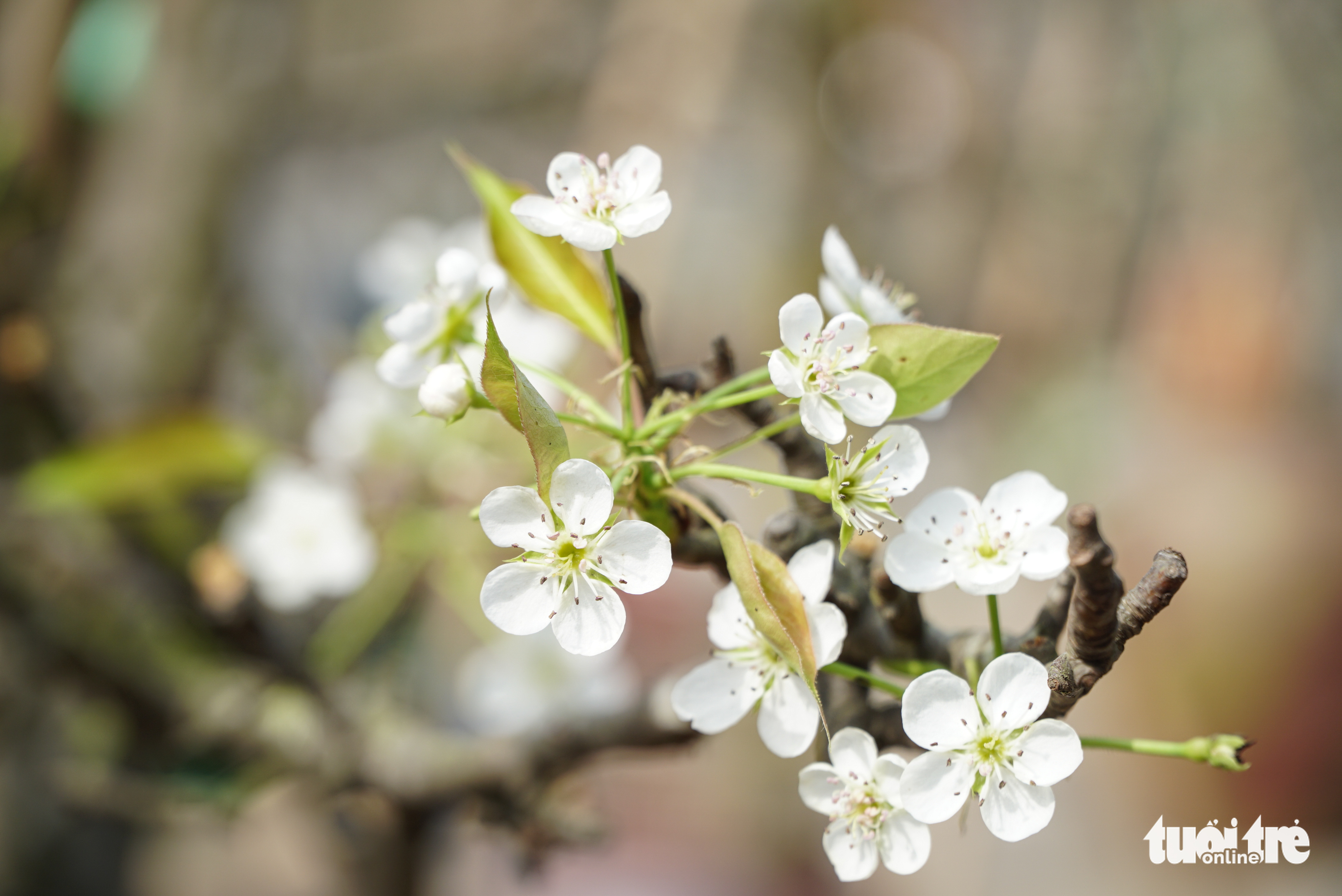 Hoa đào nở sớm, giá rẻ mà vẫn ít khách mua - Ảnh 3. Hoa đào nở sớm, giá rẻ mà vẫn ít khách mua - Ảnh 3.