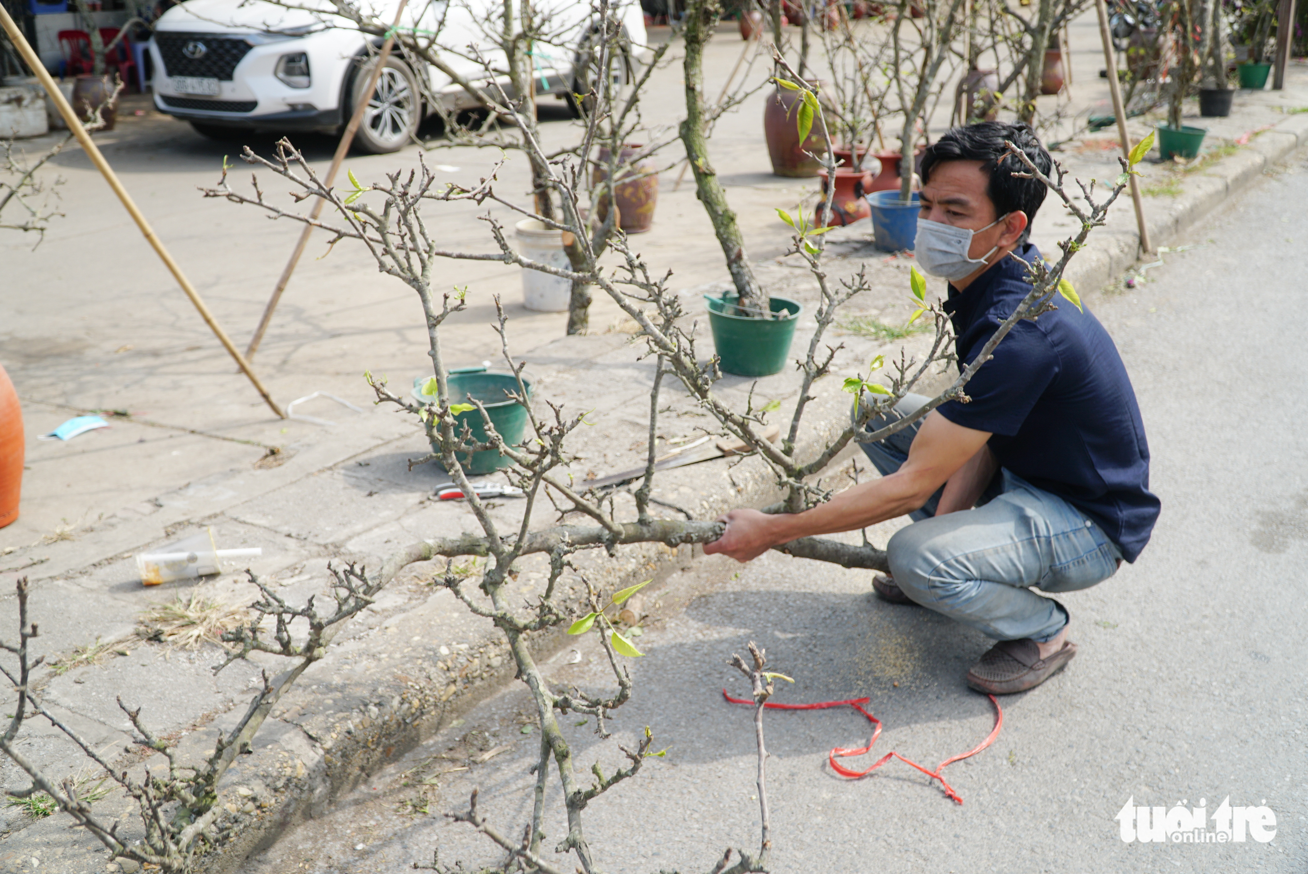 Hoa đào nở sớm, giá rẻ mà vẫn ít khách mua - Ảnh 7. Hoa đào nở sớm, giá rẻ mà vẫn ít khách mua - Ảnh 7.