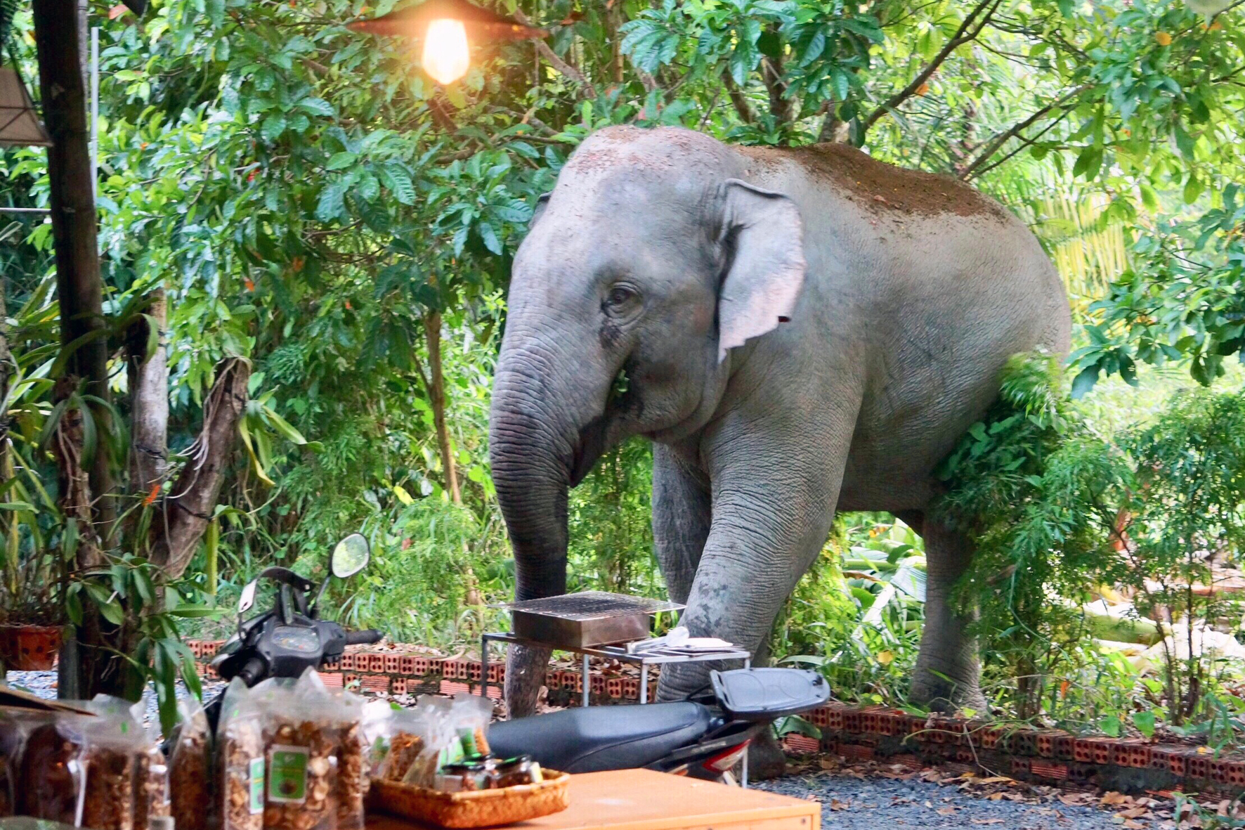 Đồng Nai xây dựng bổ sung 25km hàng rào điện bảo vệ voi rừng - Ảnh 1. Đồng Nai xây dựng bổ sung 25km hàng rào điện bảo vệ voi rừng - Ảnh 1.