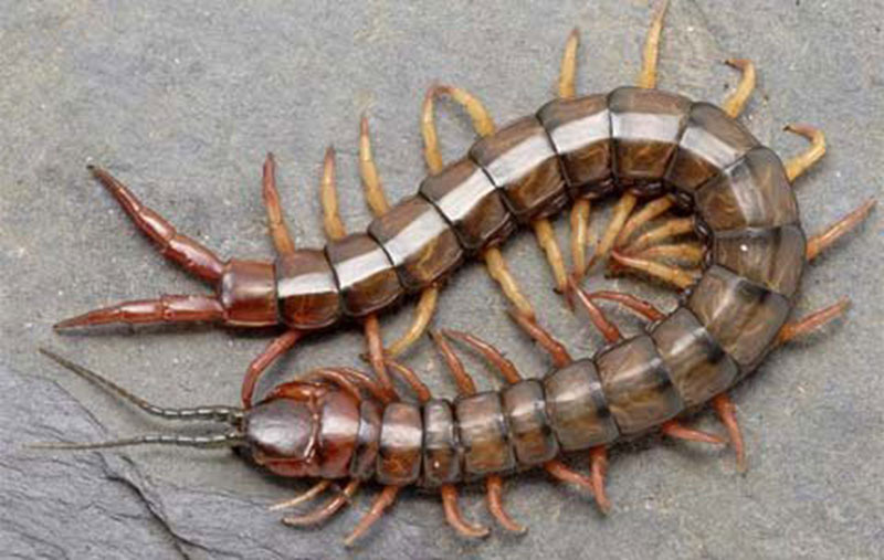 Bị rết cắn, chớ nên dùng nước dãi gà cấp cứu - Ảnh 2. Bị rết cắn, chớ nên dùng nước dãi gà cấp cứu - Ảnh 2.