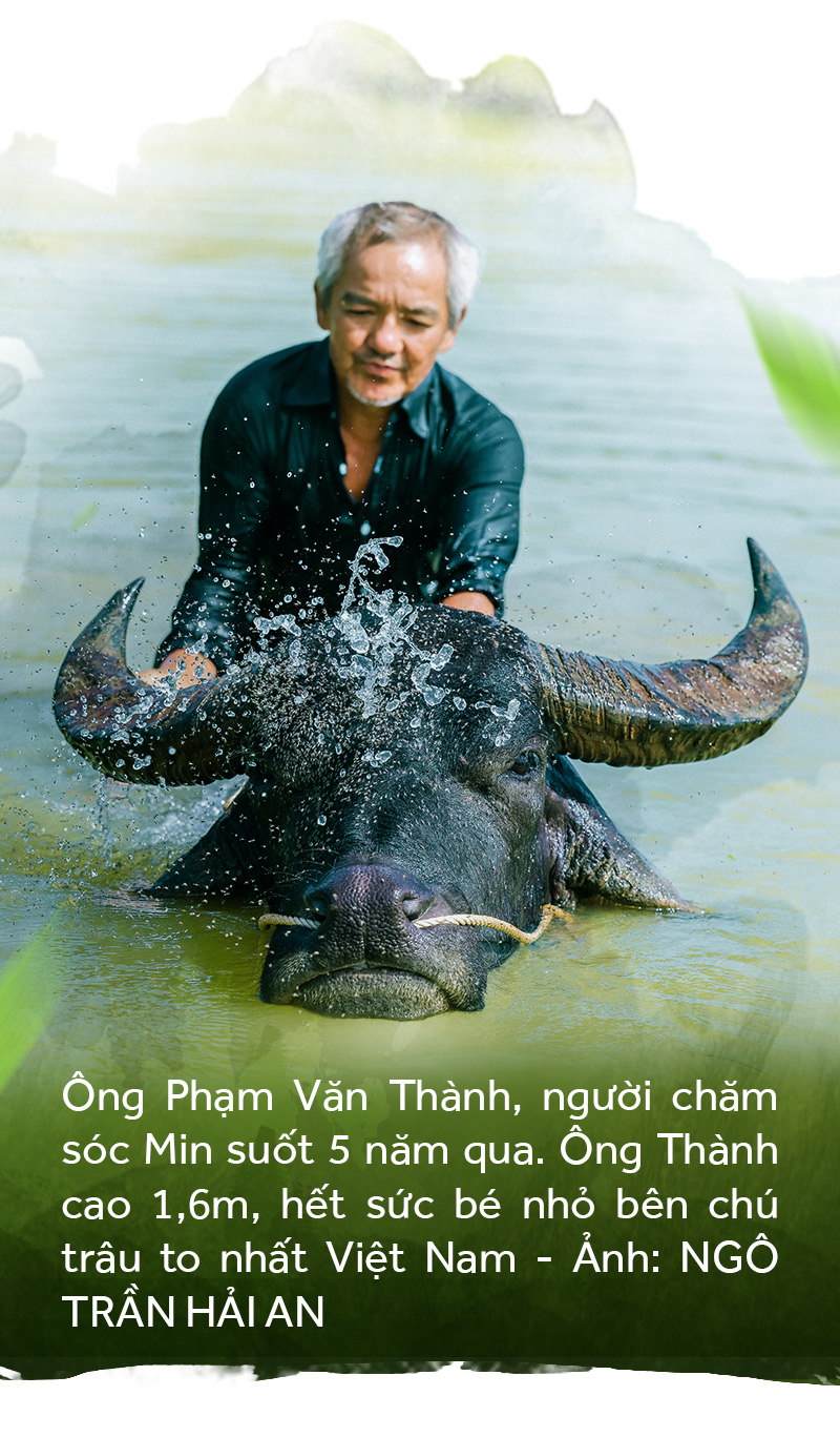 Gặp vua trâu nghe kể chuyện trâu vua - Ảnh 7.