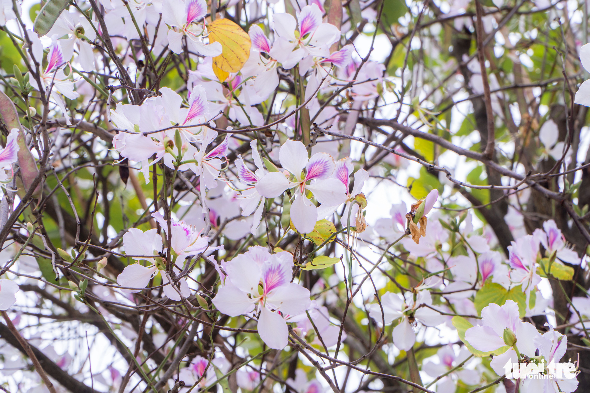 Ngắm hoa ban nở rực rỡ trên đường phố thủ đô - Ảnh 10. Ngắm hoa ban nở rực rỡ trên đường phố thủ đô - Ảnh 10.