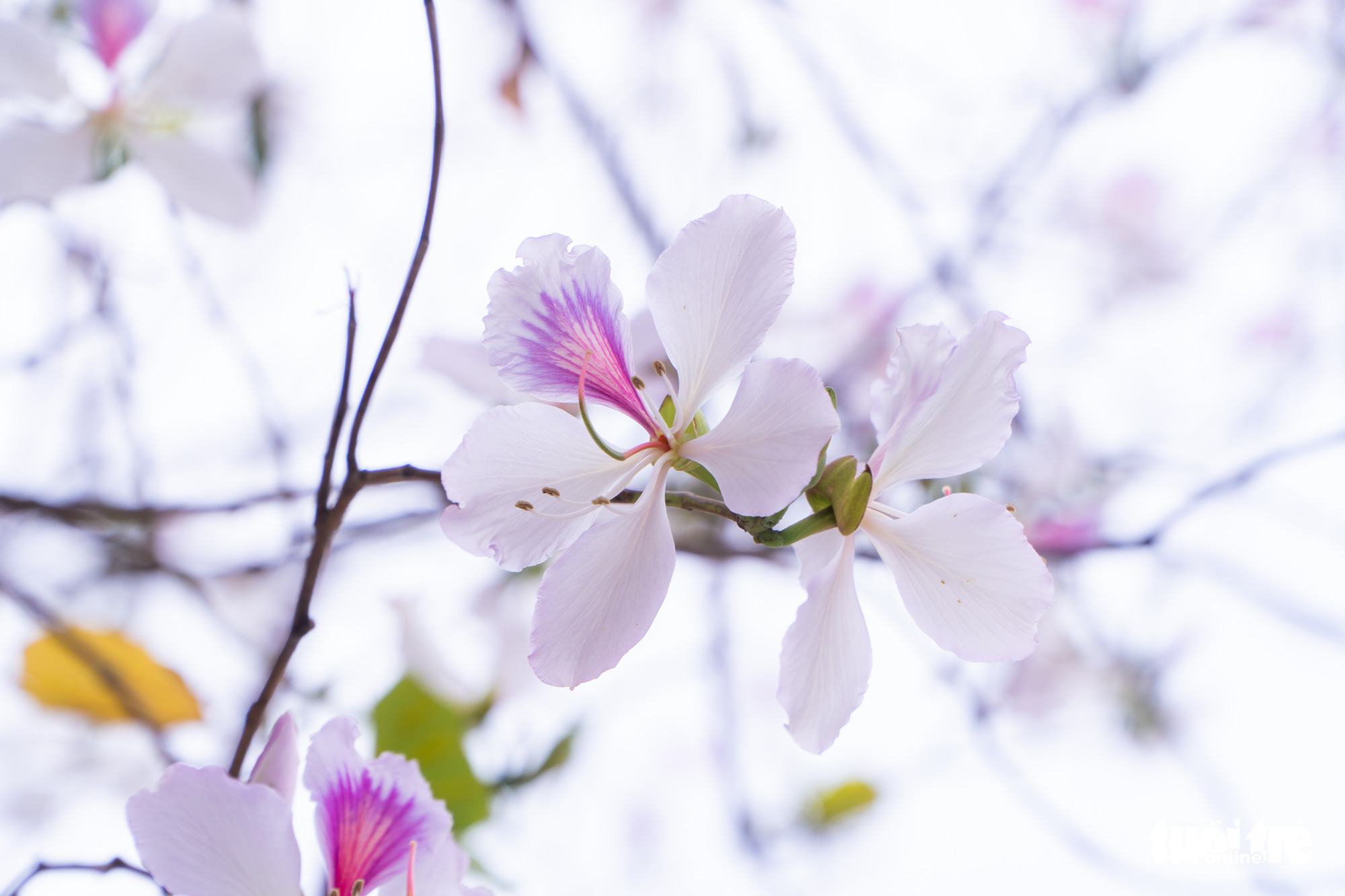 Ngắm hoa ban nở rực rỡ trên đường phố thủ đô - Ảnh 4. Ngắm hoa ban nở rực rỡ trên đường phố thủ đô - Ảnh 4.