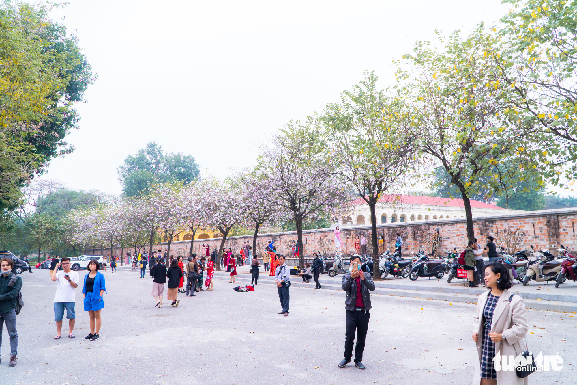 Ngắm hoa ban nở rực rỡ trên đường phố thủ đô - Ảnh 3. Ngắm hoa ban nở rực rỡ trên đường phố thủ đô - Ảnh 3.