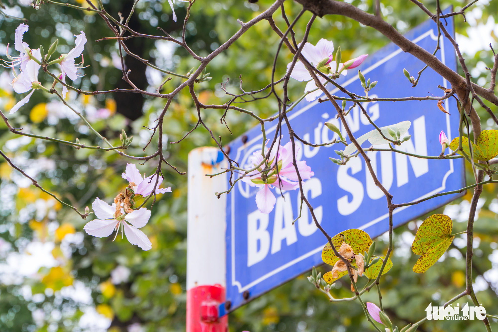 Ngắm hoa ban nở rực rỡ trên đường phố thủ đô - Ảnh 2. Ngắm hoa ban nở rực rỡ trên đường phố thủ đô - Ảnh 2.