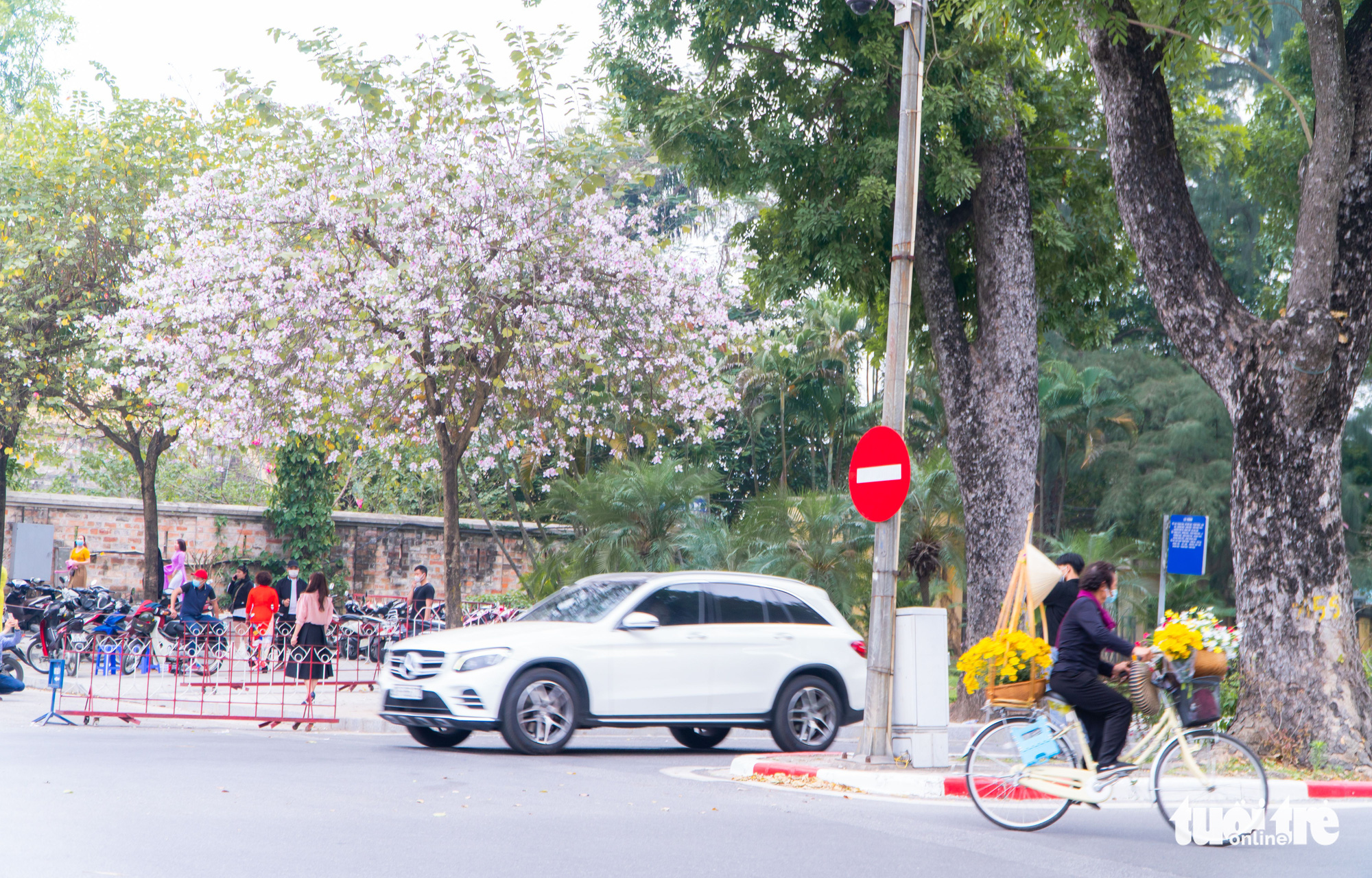 Ngắm hoa ban nở rực rỡ trên đường phố thủ đô - Ảnh 8. Ngắm hoa ban nở rực rỡ trên đường phố thủ đô - Ảnh 8.