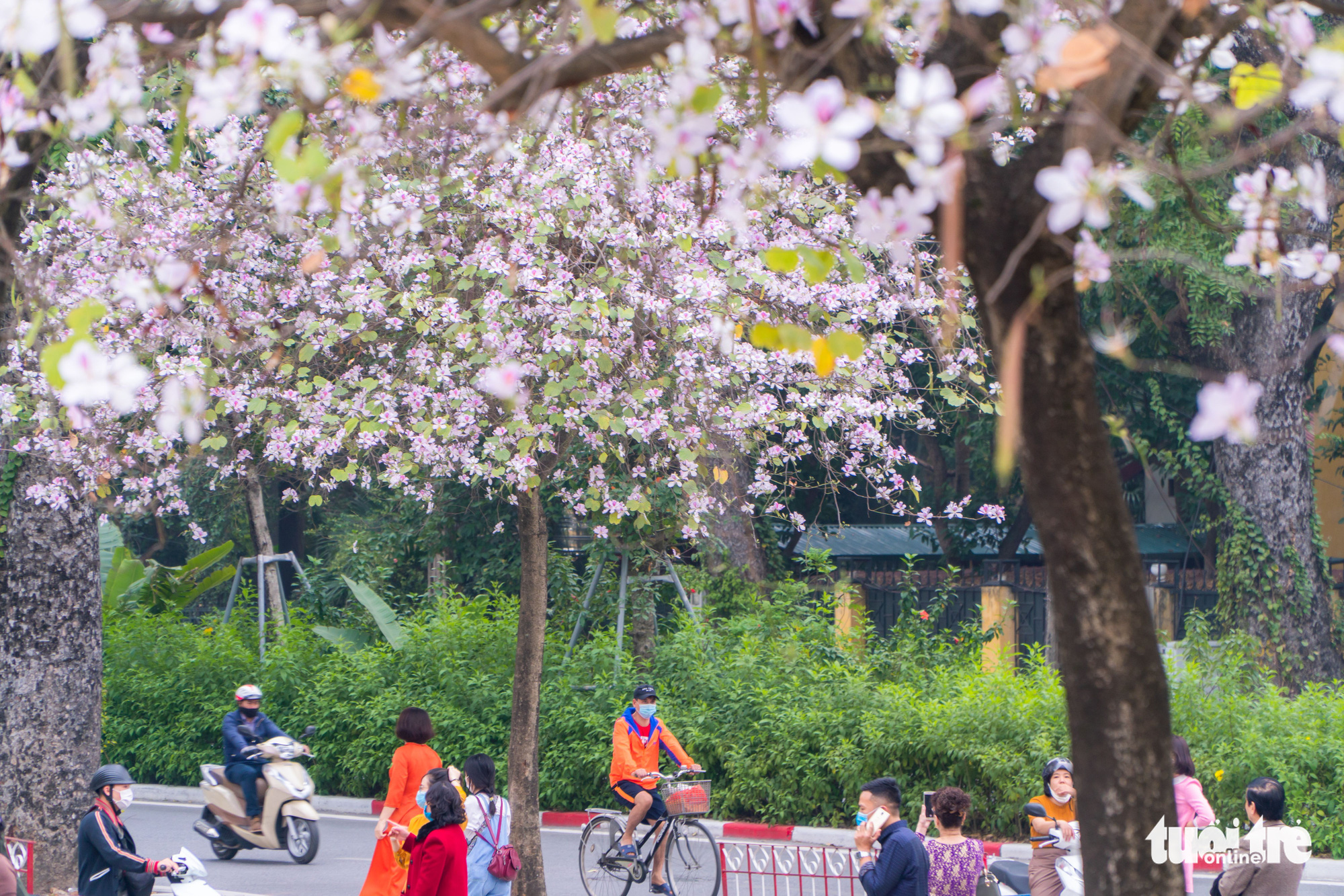 Ngắm hoa ban nở rực rỡ trên đường phố thủ đô - Ảnh 5. Ngắm hoa ban nở rực rỡ trên đường phố thủ đô - Ảnh 5.
