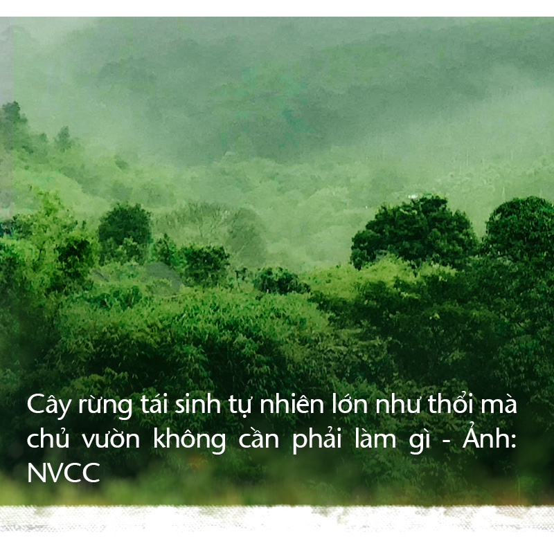Trồng cây và nương tựa tự nhiên - Ảnh 17.