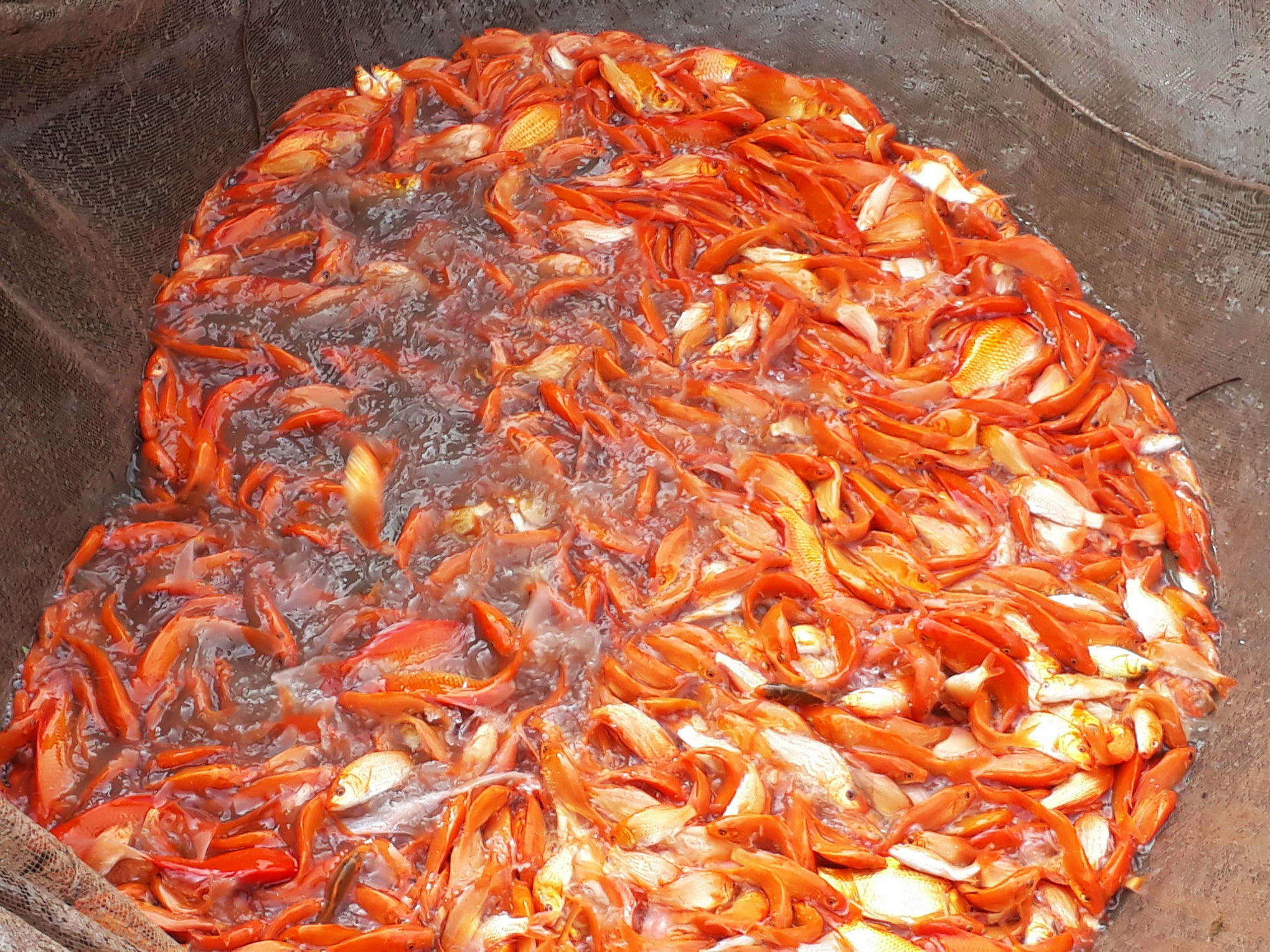 Cá chép đỏ vượt cổng làng phục vụ tết ông Công, ông Táo - Ảnh 1. Cá chép đỏ vượt cổng làng phục vụ tết ông Công, ông Táo - Ảnh 1.