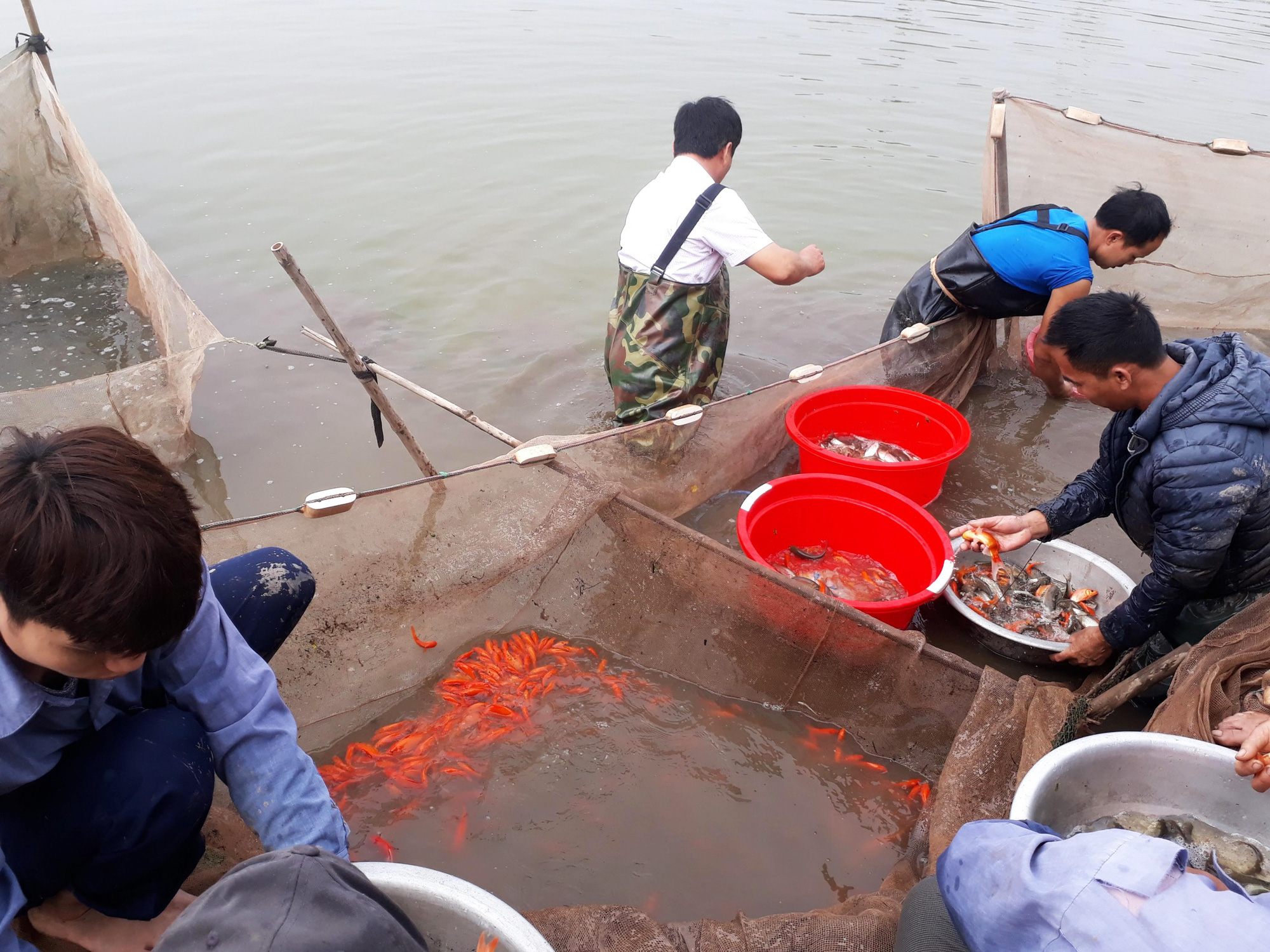 Cá chép đỏ vượt cổng làng phục vụ tết ông Công, ông Táo - Ảnh 3. Cá chép đỏ vượt cổng làng phục vụ tết ông Công, ông Táo - Ảnh 3.