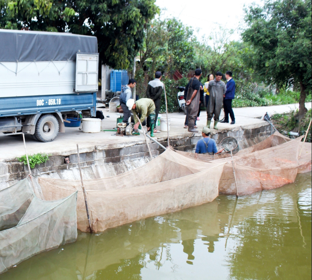 Cá chép đỏ vượt cổng làng phục vụ tết ông Công, ông Táo - Ảnh 4. Cá chép đỏ vượt cổng làng phục vụ tết ông Công, ông Táo - Ảnh 4.