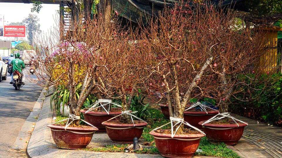 Mang 1.000 cây đào vào Sài Gòn, 3 ngày bán được 10 cây... - Ảnh 1. Mang 1.000 cây đào vào Sài Gòn, 3 ngày bán được 10 cây... - Ảnh 1.