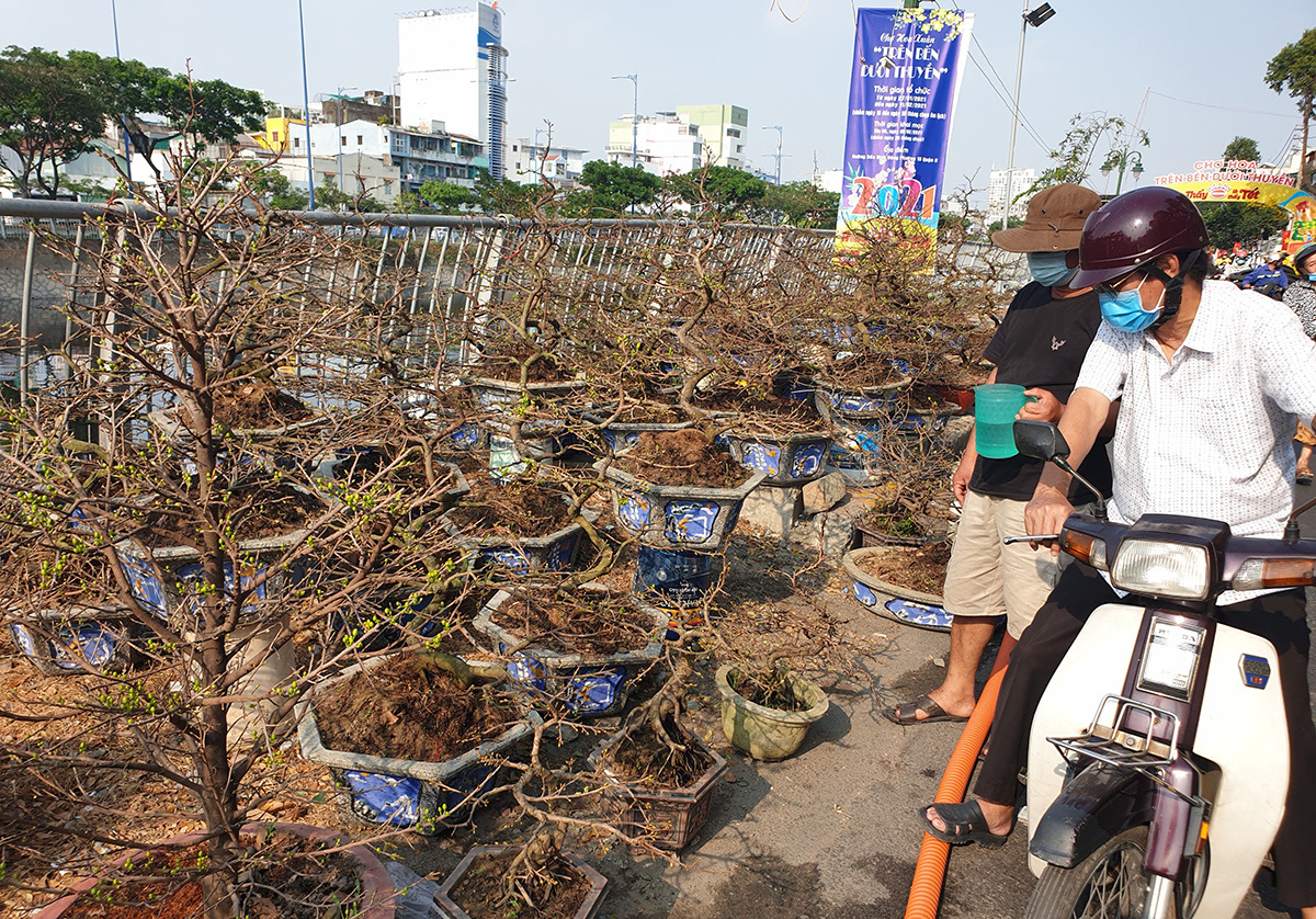 Mang 1.000 cây đào vào Sài Gòn, 3 ngày bán được 10 cây... - Ảnh 2. Mang 1.000 cây đào vào Sài Gòn, 3 ngày bán được 10 cây... - Ảnh 2.